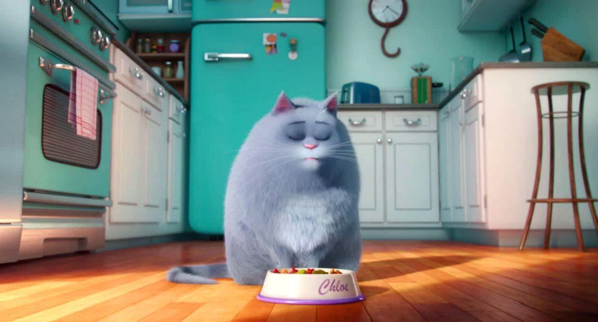 1216x655 The Secret Life Of Cats HD Wallpaper