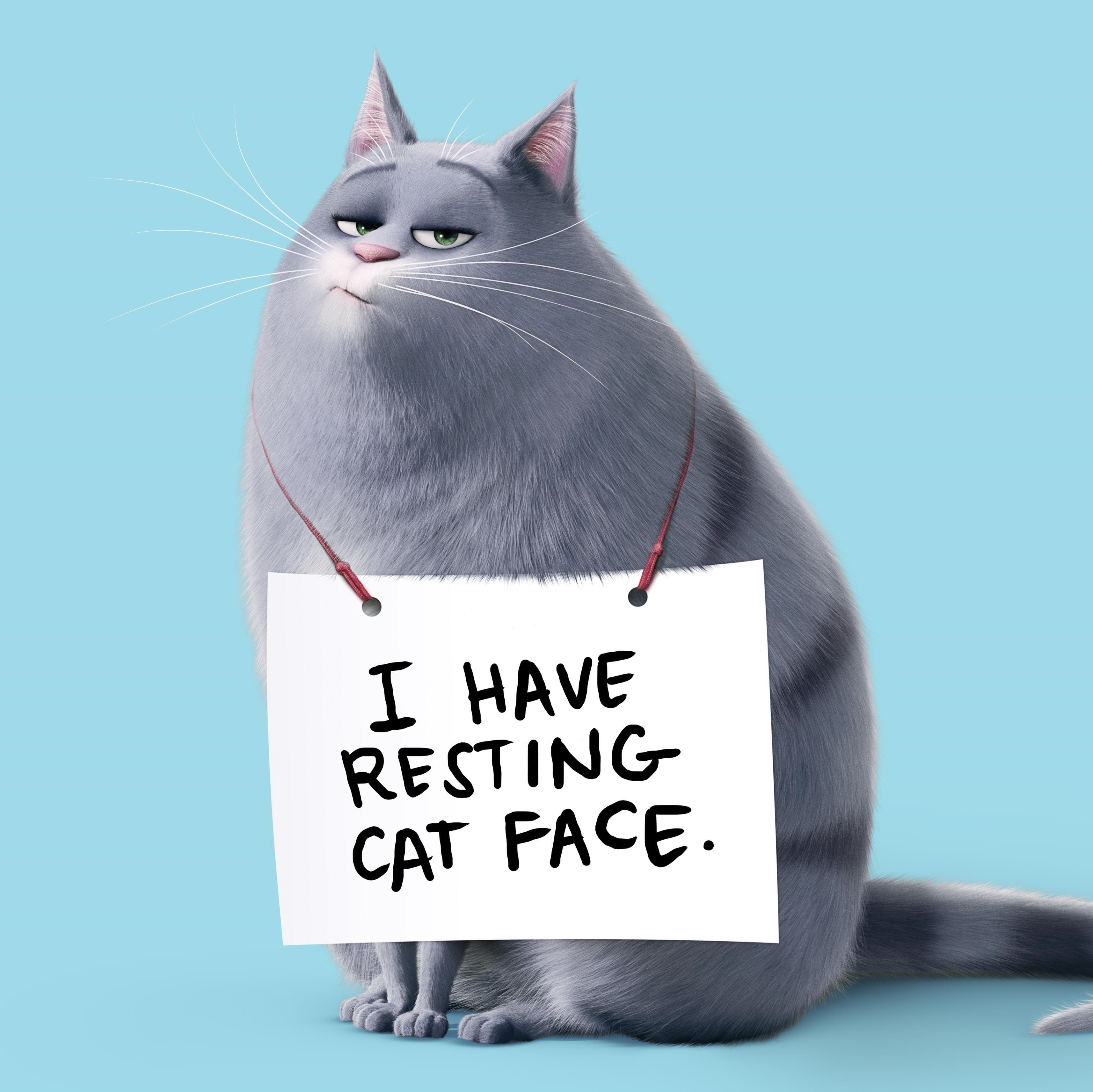 3429x3427 Android Pets Wallpaper. Free Download GameFree Download Game