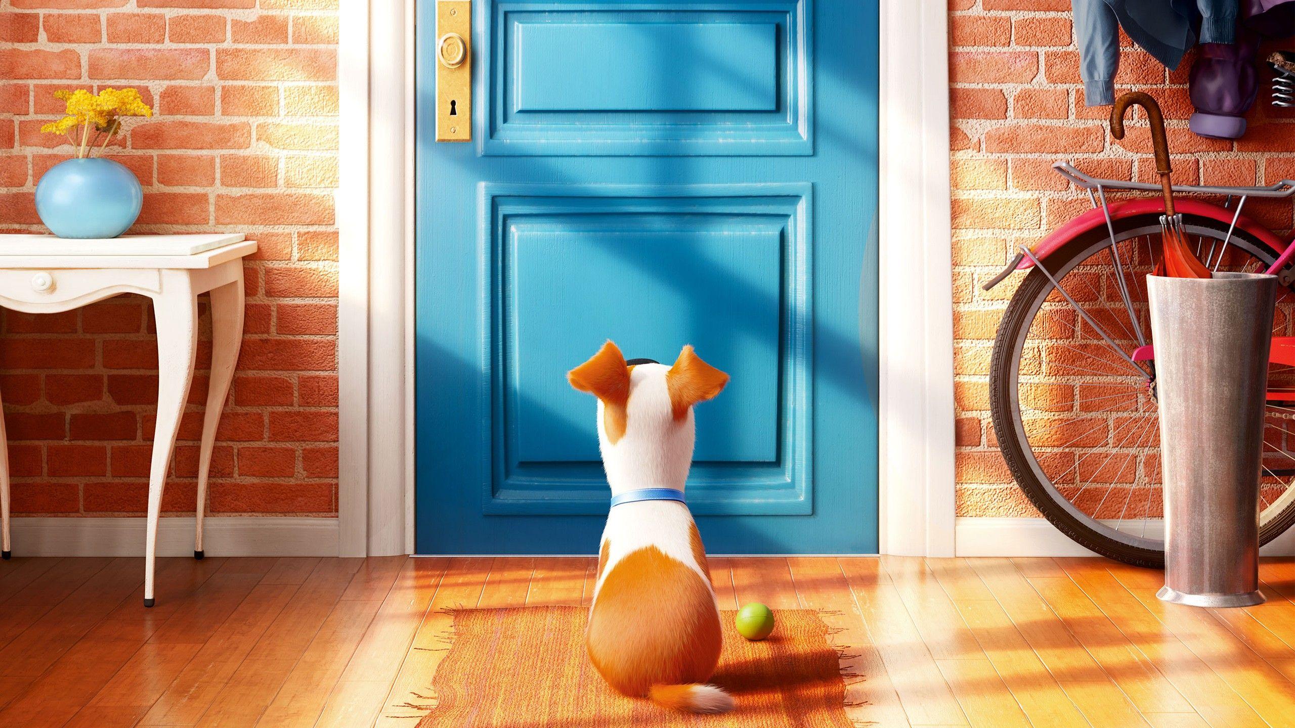 2560x1440 The Secret Life of Pets Movie Wallpaper. HD Wallpaper