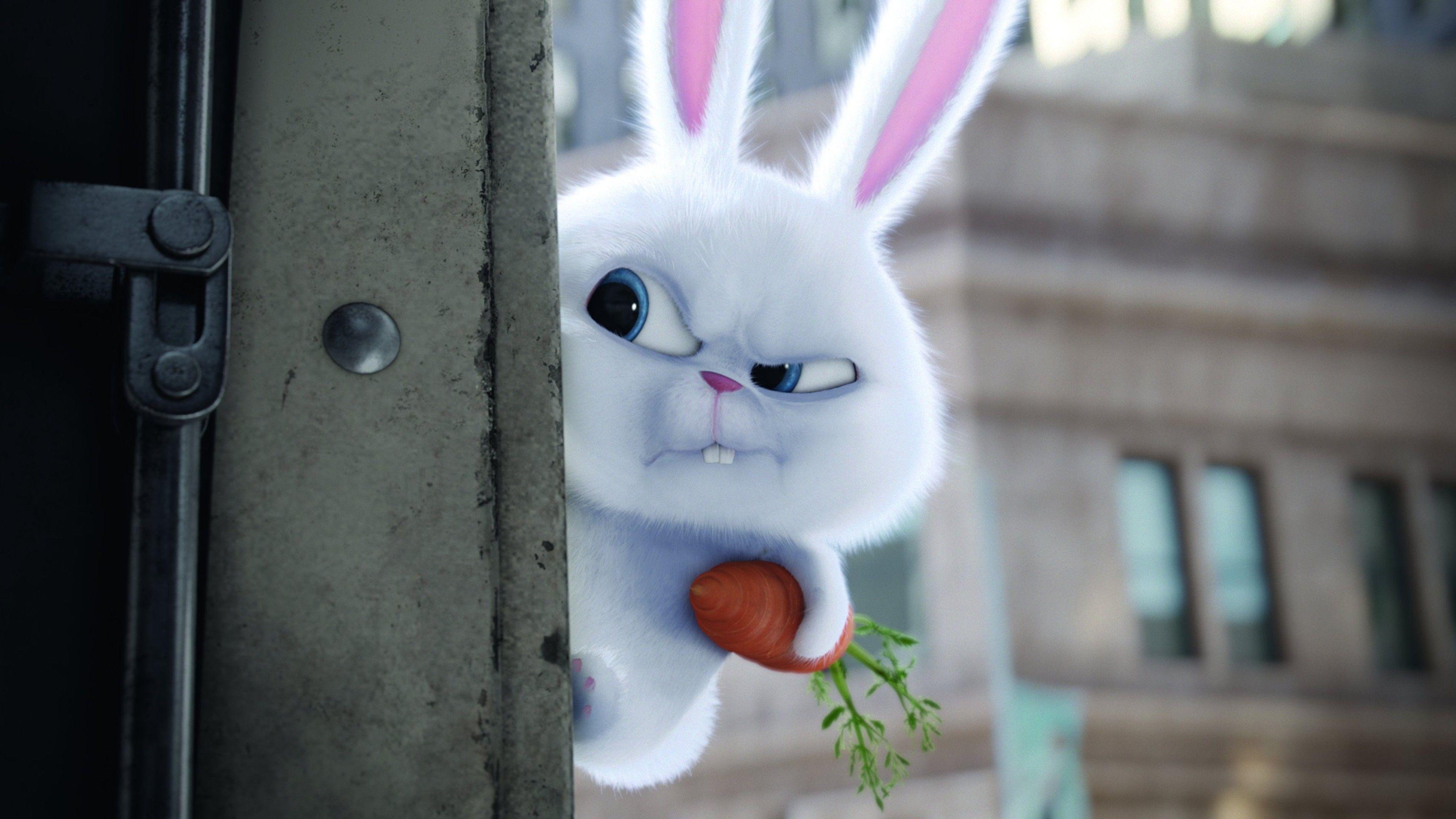 3840x2160 Bunny The Secrete Life of Pets Movie, HD Movies, 4k