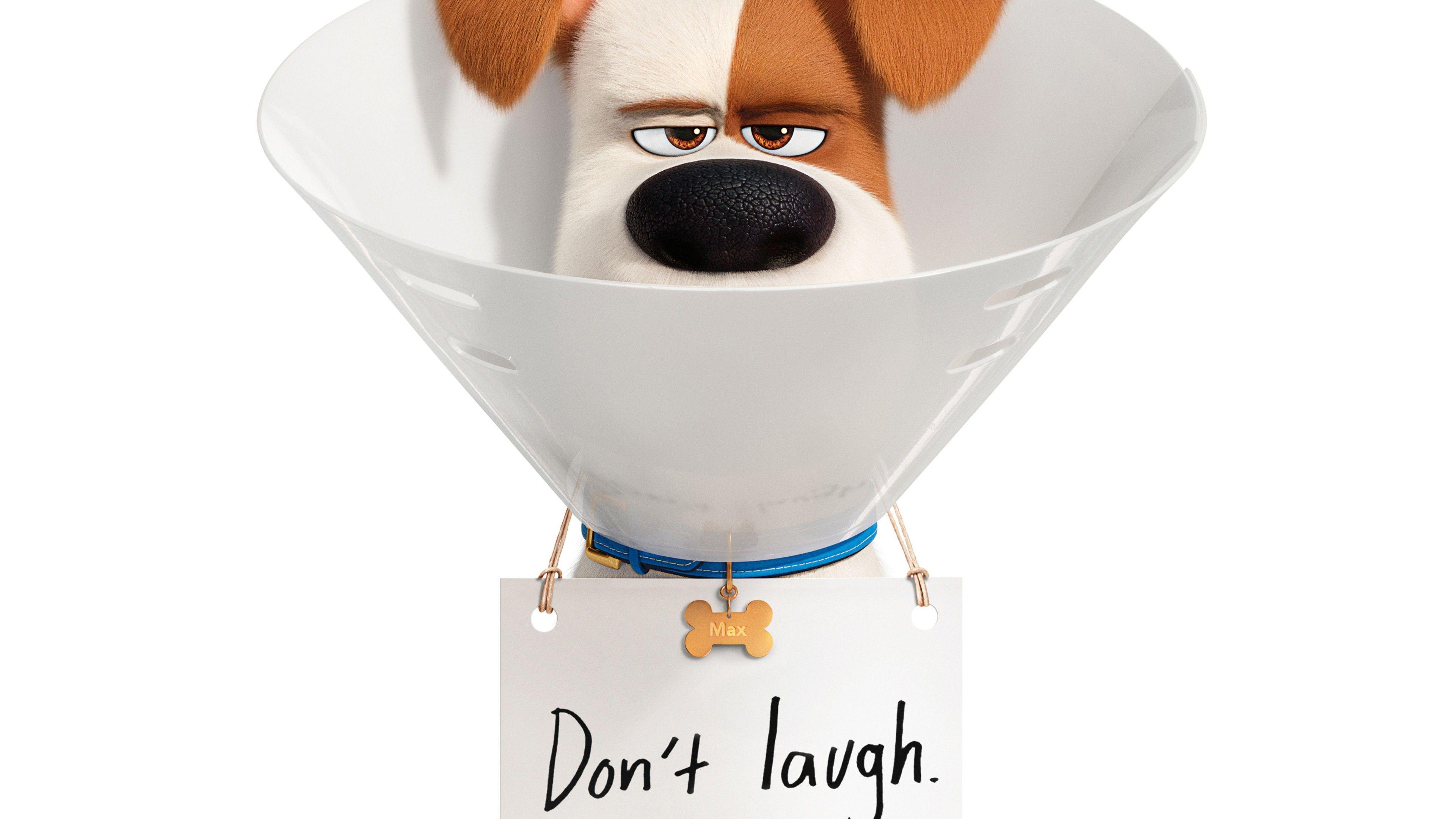 3840x2160 The Secret Life of Pets 2 Film 4K Wallpaper