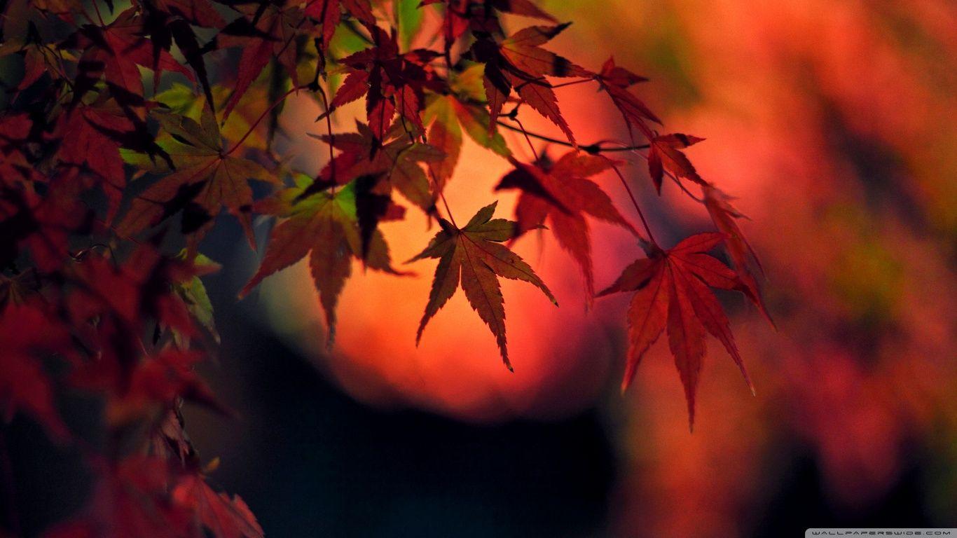 1366x768 Sunset, Red Japanese Maple Leaves ❤ 4K HD Desktop Wallpaper for 4K