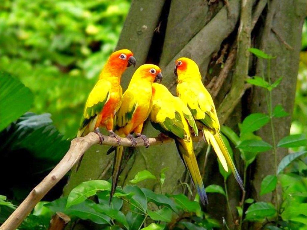 1024x768 Beautiful Parrots Wallpaper
