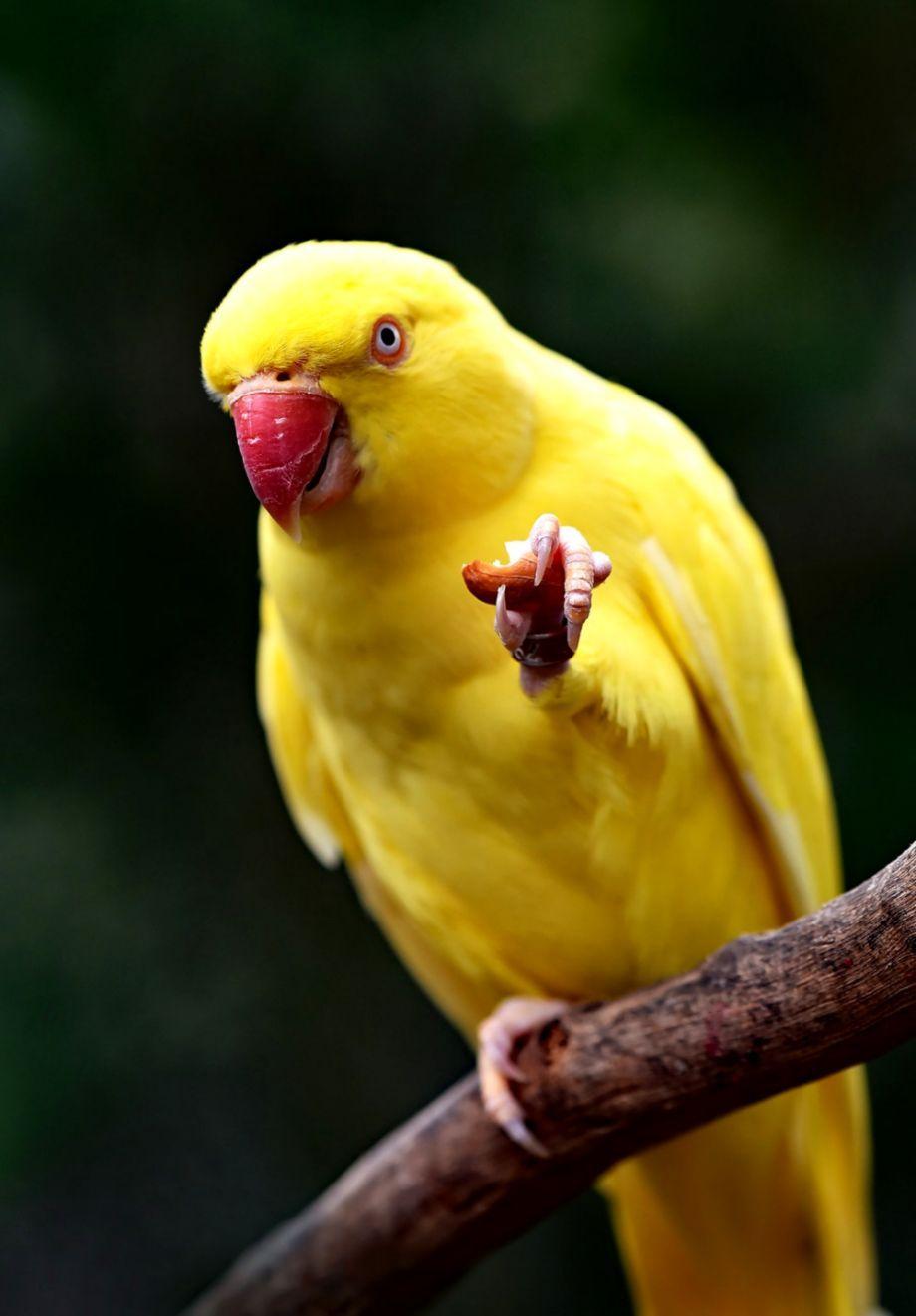 920x1321 Multicolor Birds Parrots Wallpaper HD