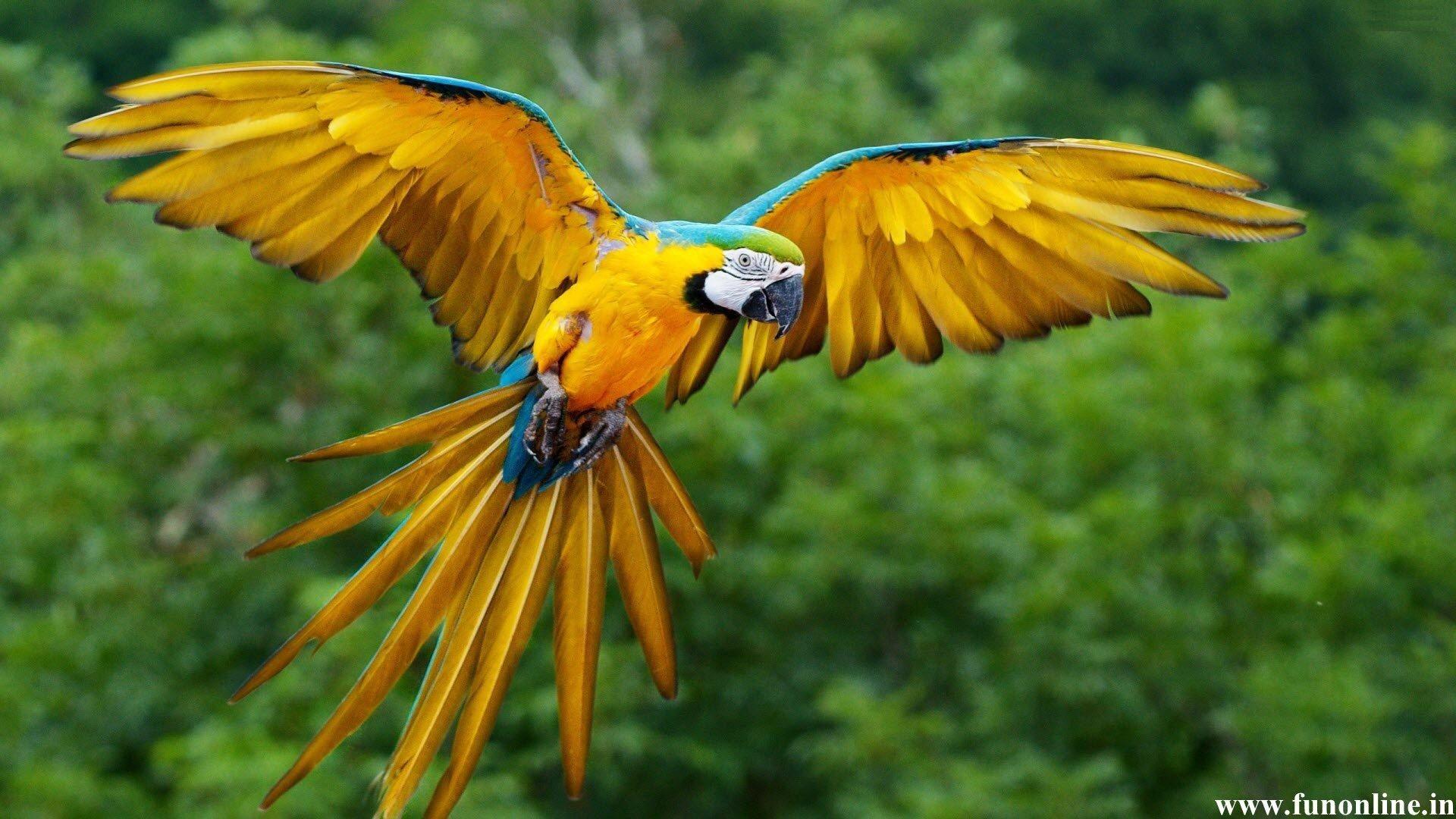 1920x1080 Parrot Wallpaper Free Download