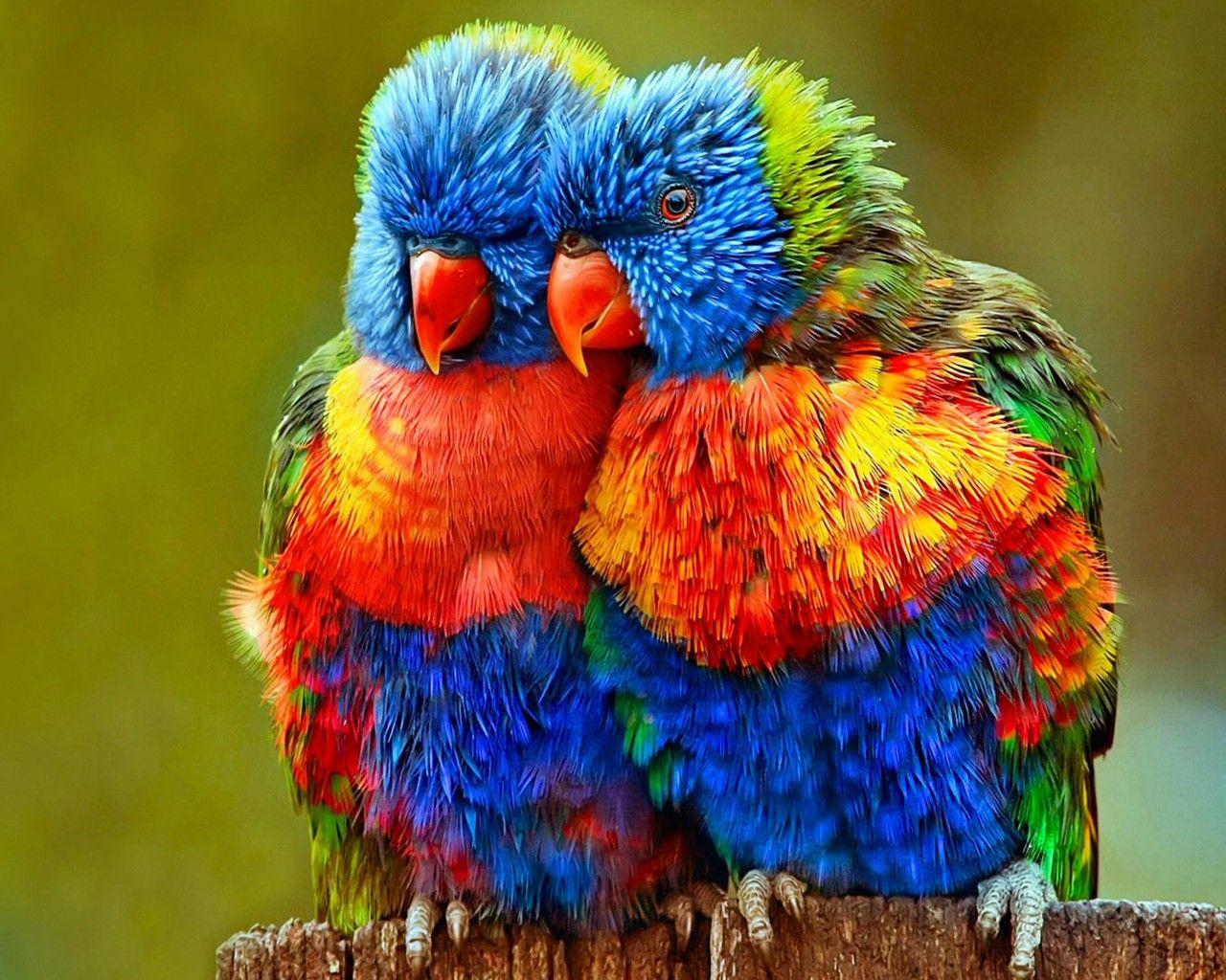 1280x1024 Small Colorful Parrots Wallpaper HD :