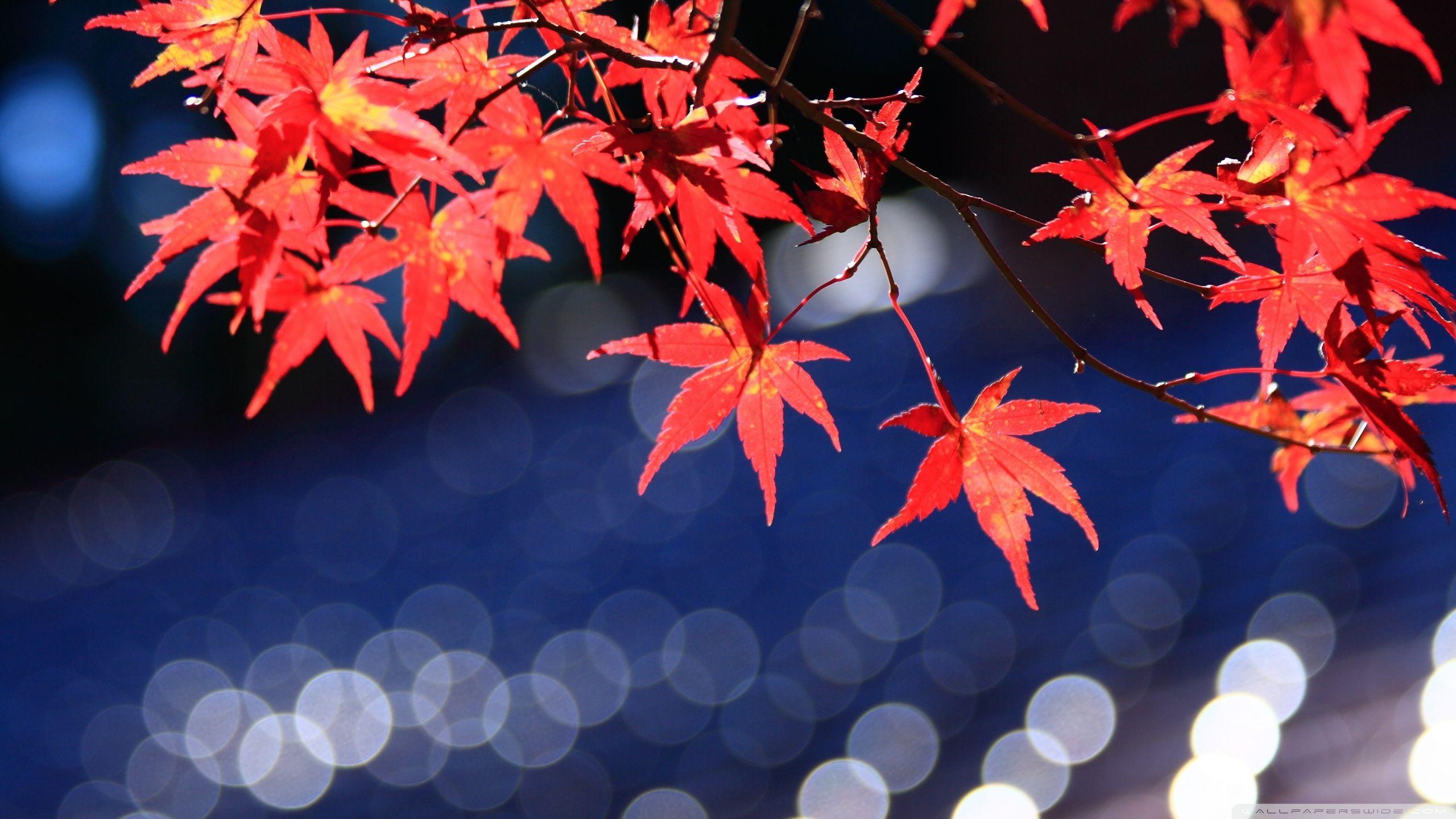 2560x1440 Japanese Maple Leaves Bokeh ❤ 4K HD Desktop Wallpaper for 4K Ultra