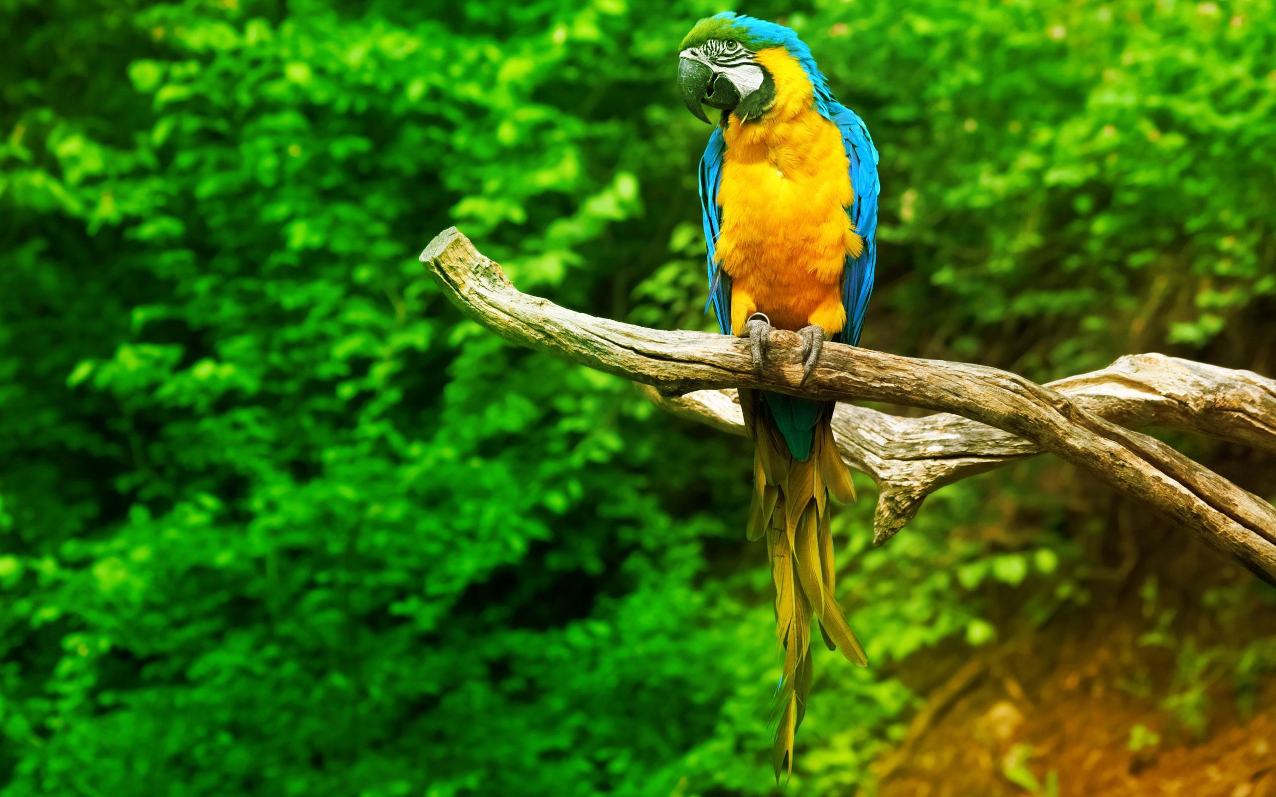 2560x1600 Parrot Live Wallpaper for Android