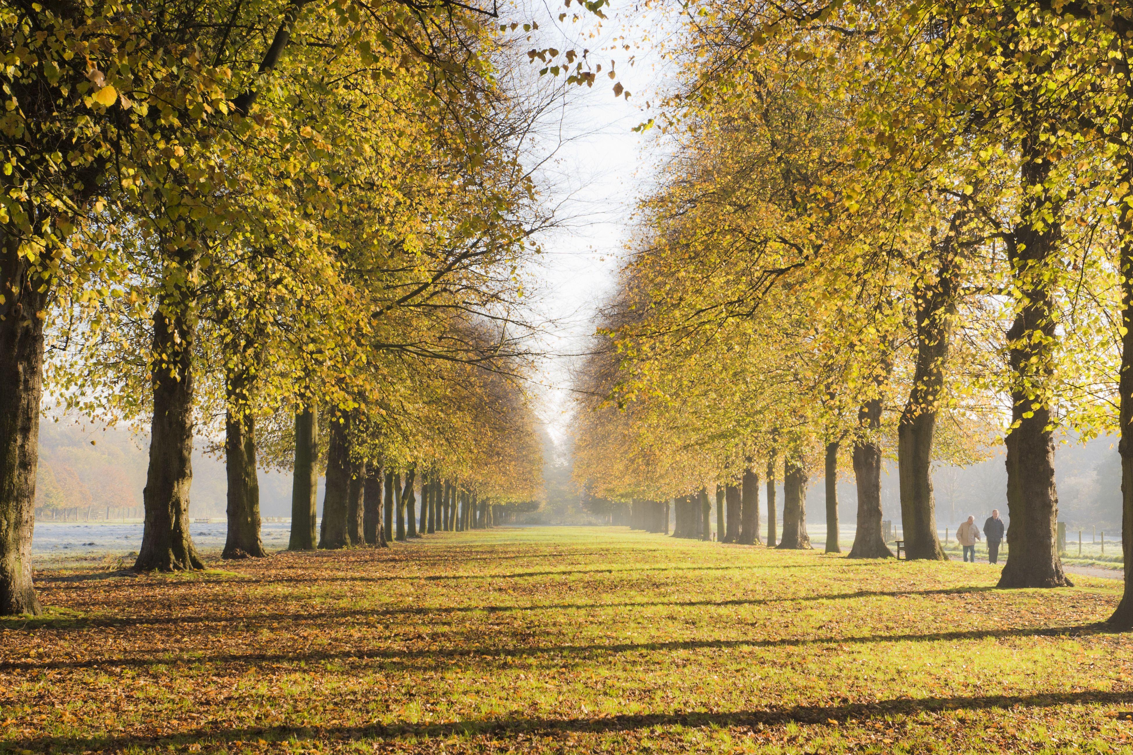 3900x2600 England Autumn Background. Six Flags New England Wallpaper, England Country Wallpaper and London England Wallpaper