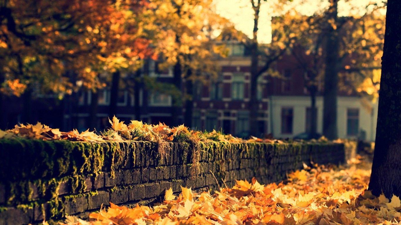 1365x768 Autumn in the city