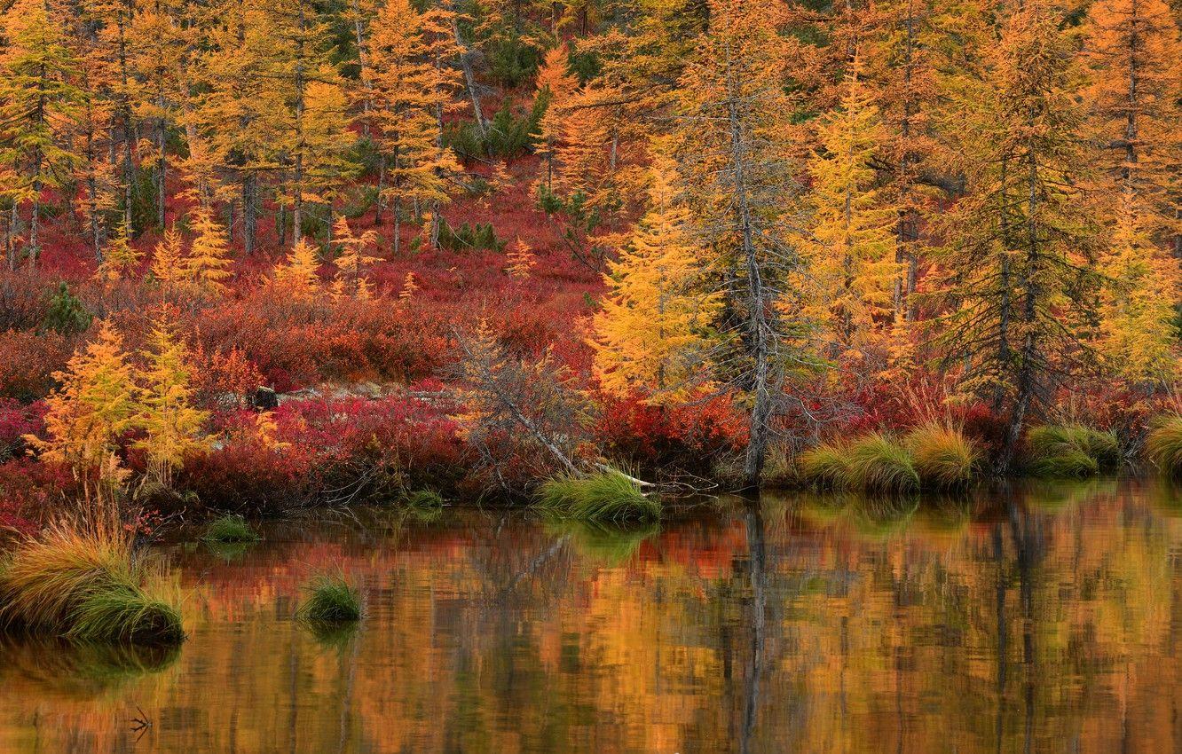 1332x850 Wallpaper autumn, forest, grass, landscape, nature, lake