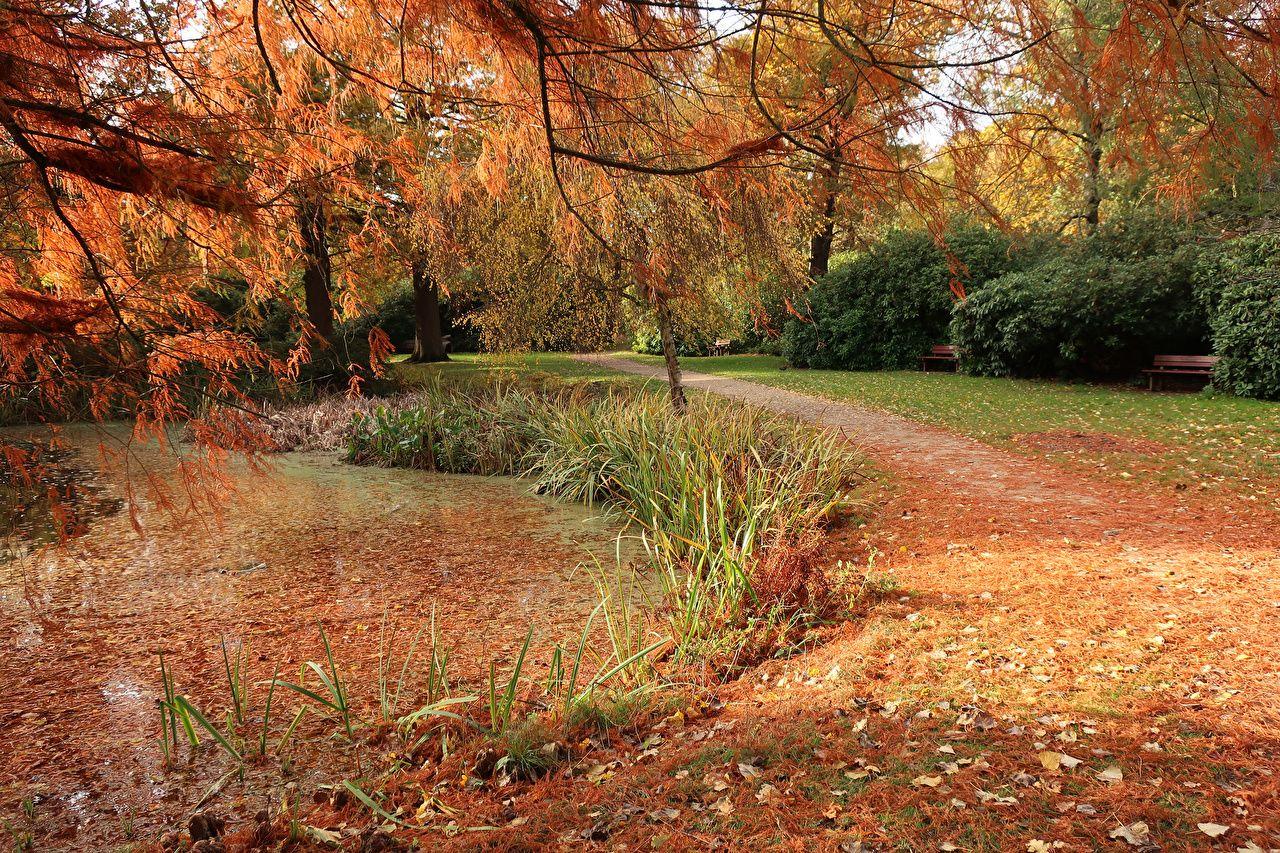 1280x853 Picture London Leaf England Bushy Park Nature Autumn Pond Parks