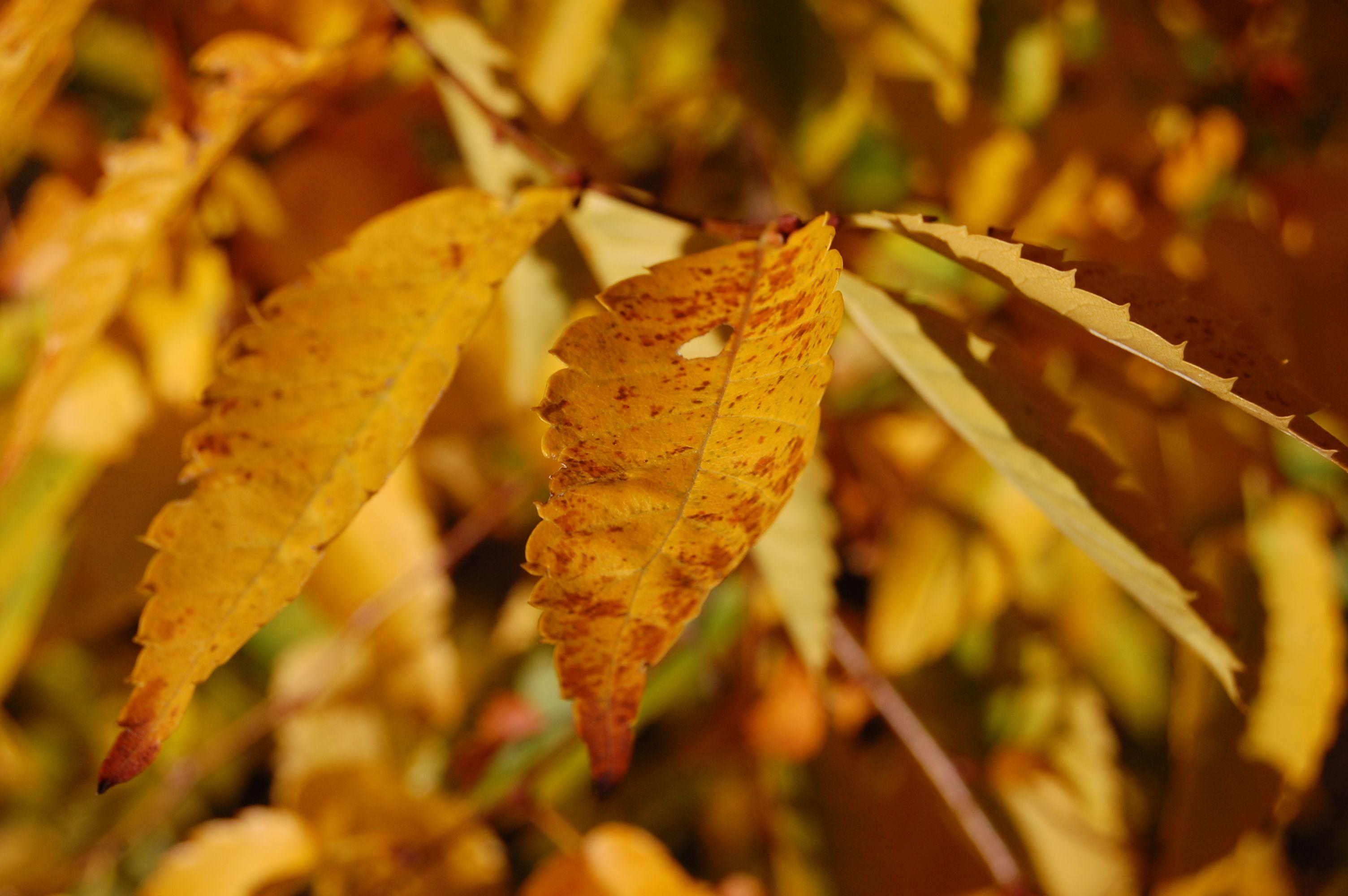 3008x2000 Autumn Leaf HD Wallpaper