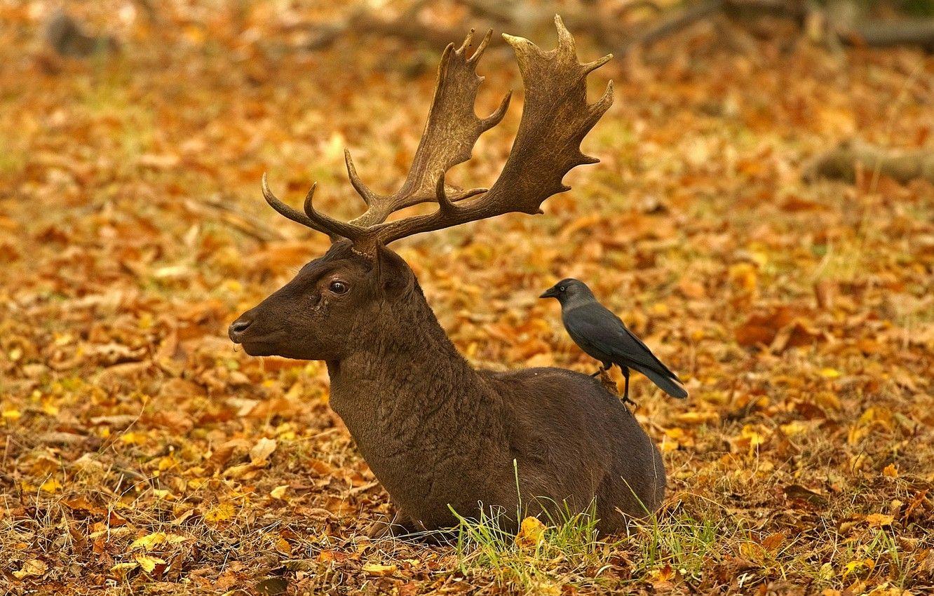 1332x850 Wallpaper autumn, leaves, bird, England, London, deer, horns