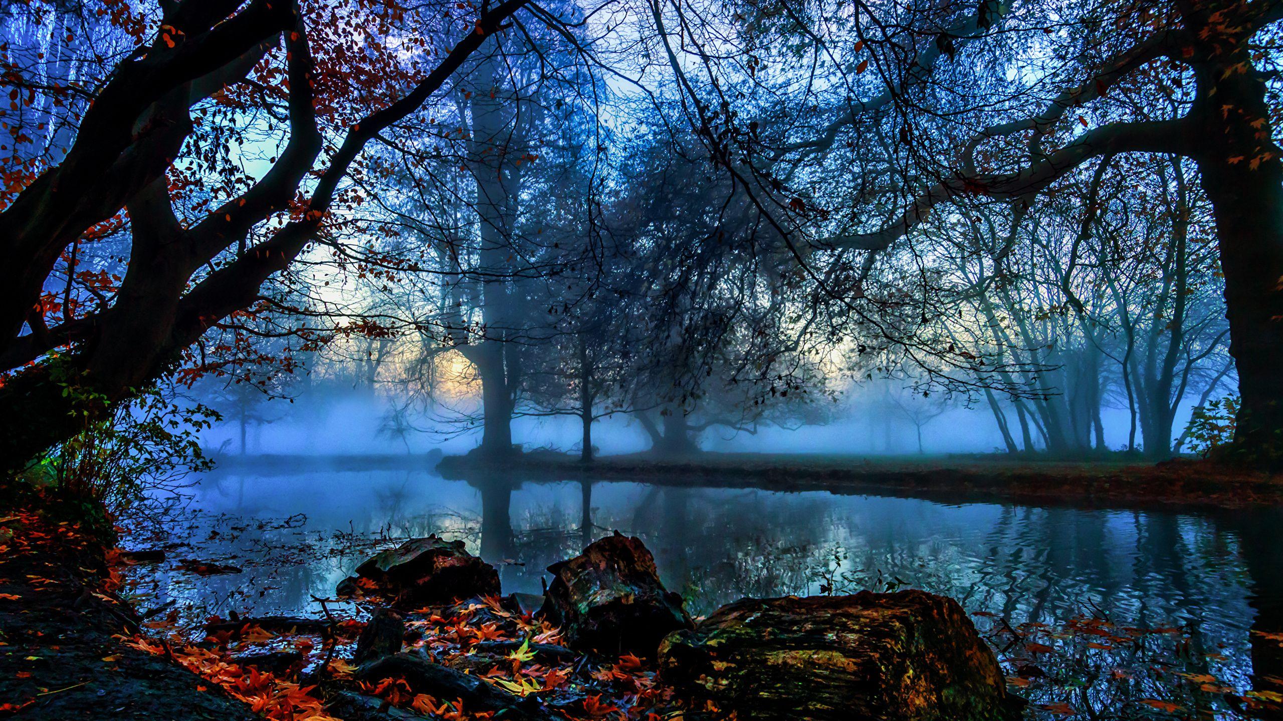 2560x1440 Picture London England Morden Hall Park Fog Nature Autumn