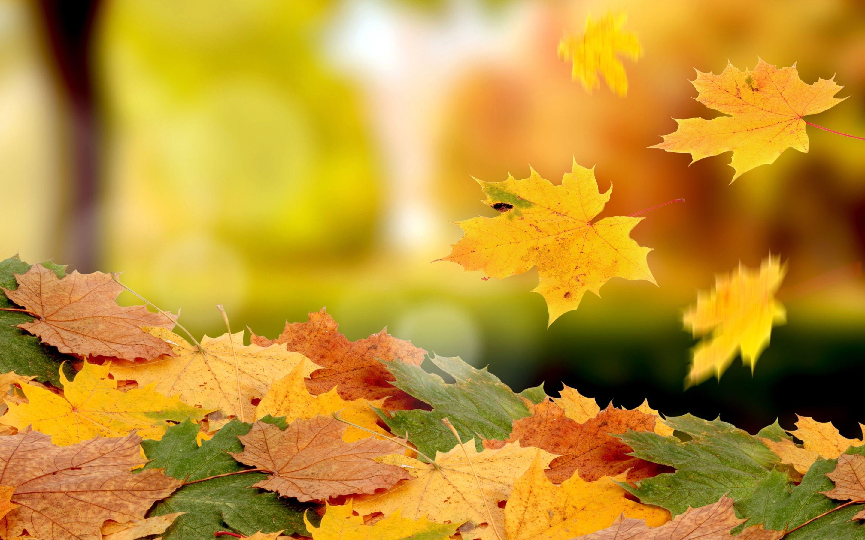 2880x1800 Green And Gold Autumn Leaves Landscape Wallpaper