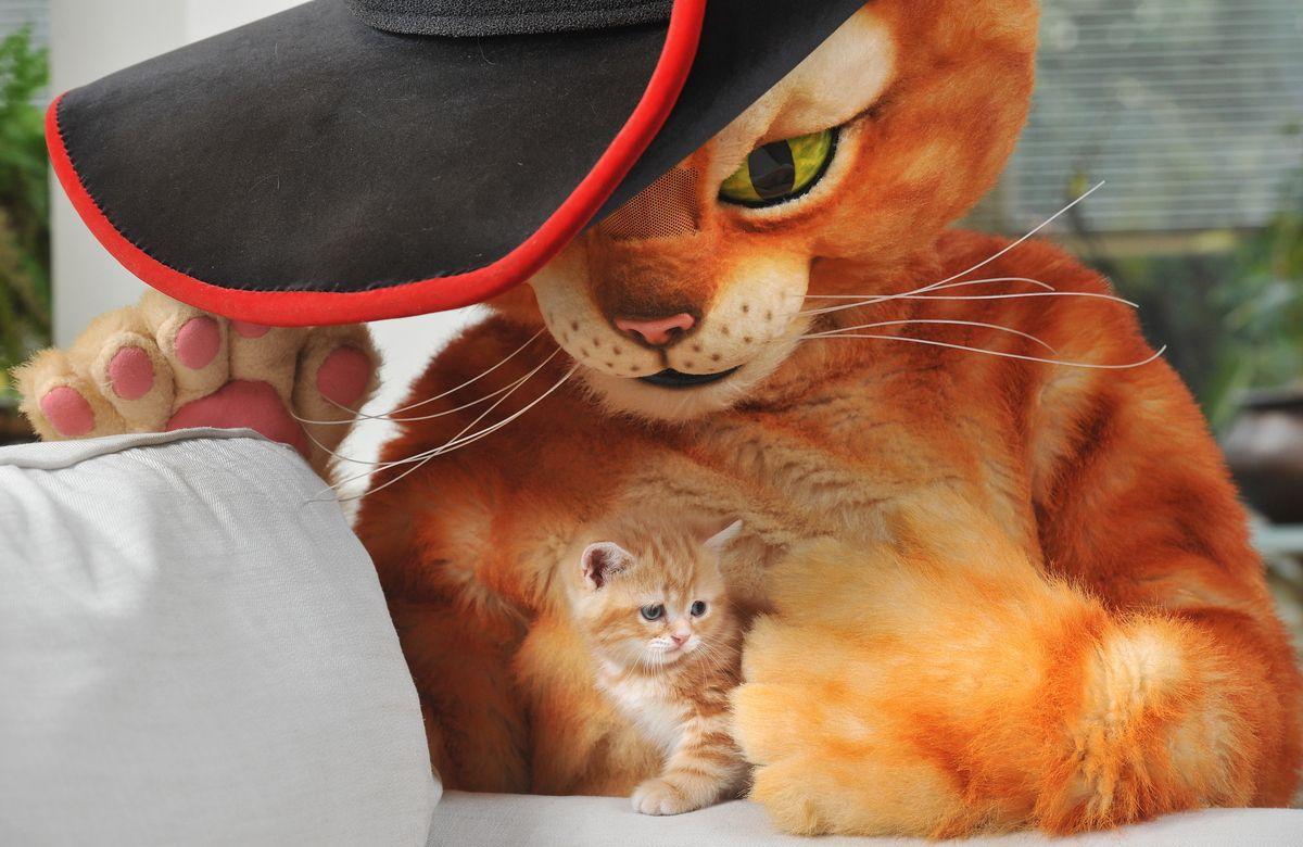 1200x780 Puss in Boots HD Image Wallpaper for Phone