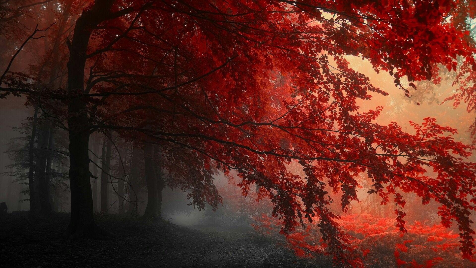 Artistic Red Forest HD Nature 4k Wallpapers Images Backgrounds Photos  and Pictures