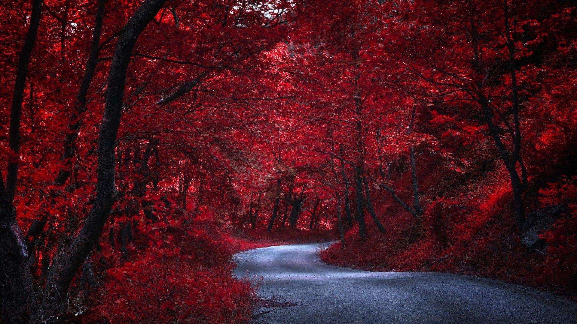 Red Forest Wallpapers - Top Free Red Forest Backgrounds ...