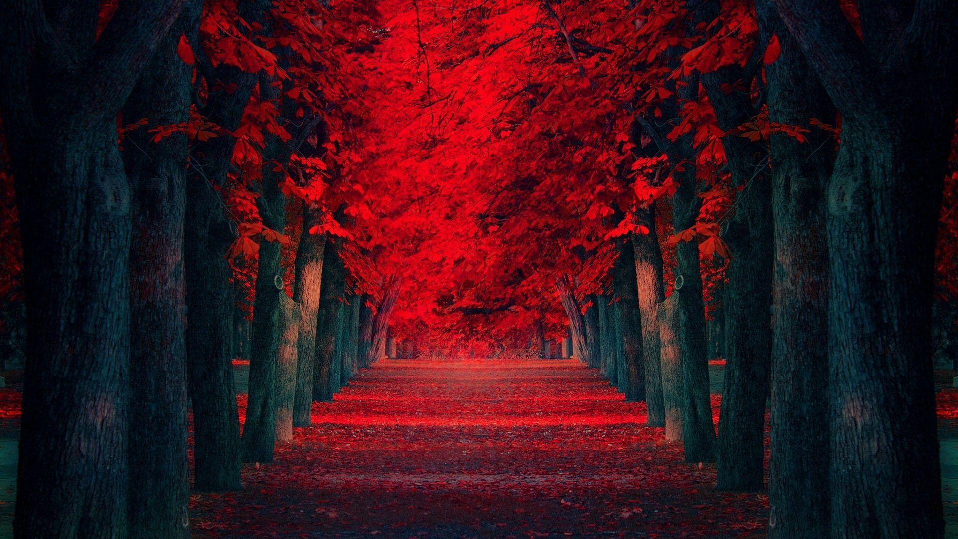 Алый замечать. Красная осень. Красный лес. Природа в красных тонах. Красный осенний лес.