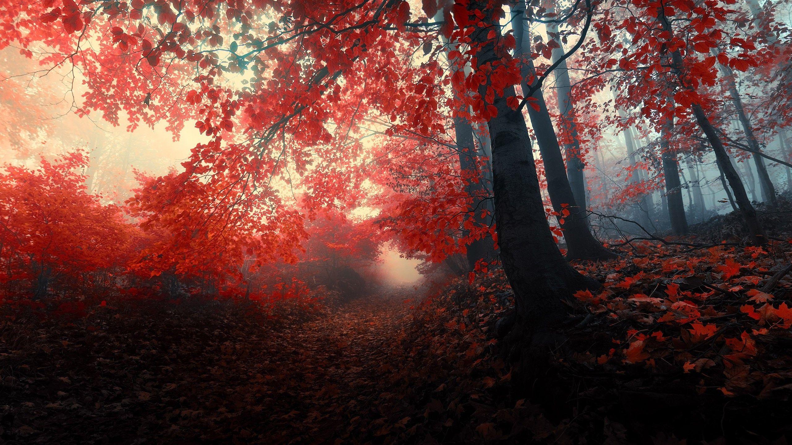 hd red forest wallpaper