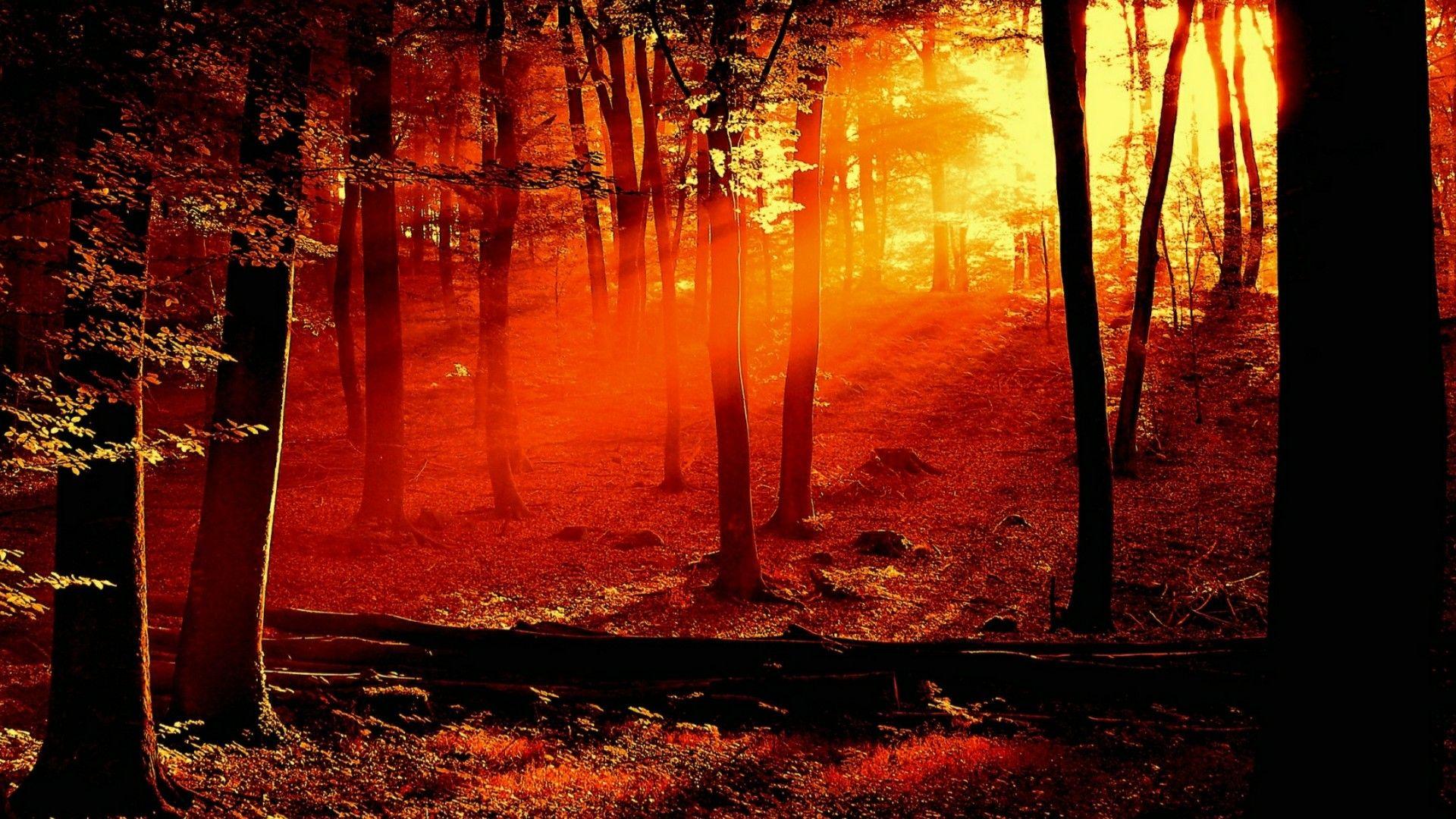 Red Trees Wallpaper 4K Sunrise Cloudy Sky Forest 3897