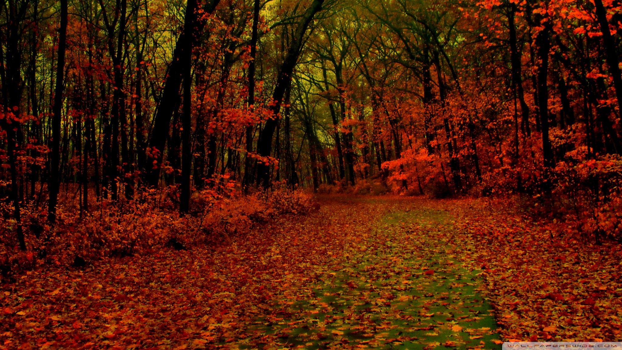 Red Forest Wallpapers - Top Free Red Forest Backgrounds - WallpaperAccess