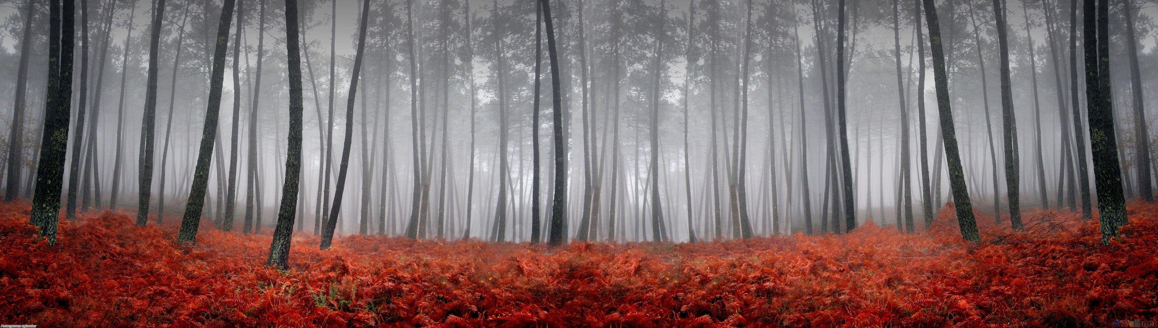 Red forest in a wonderful Autumn season  HD wallpaper