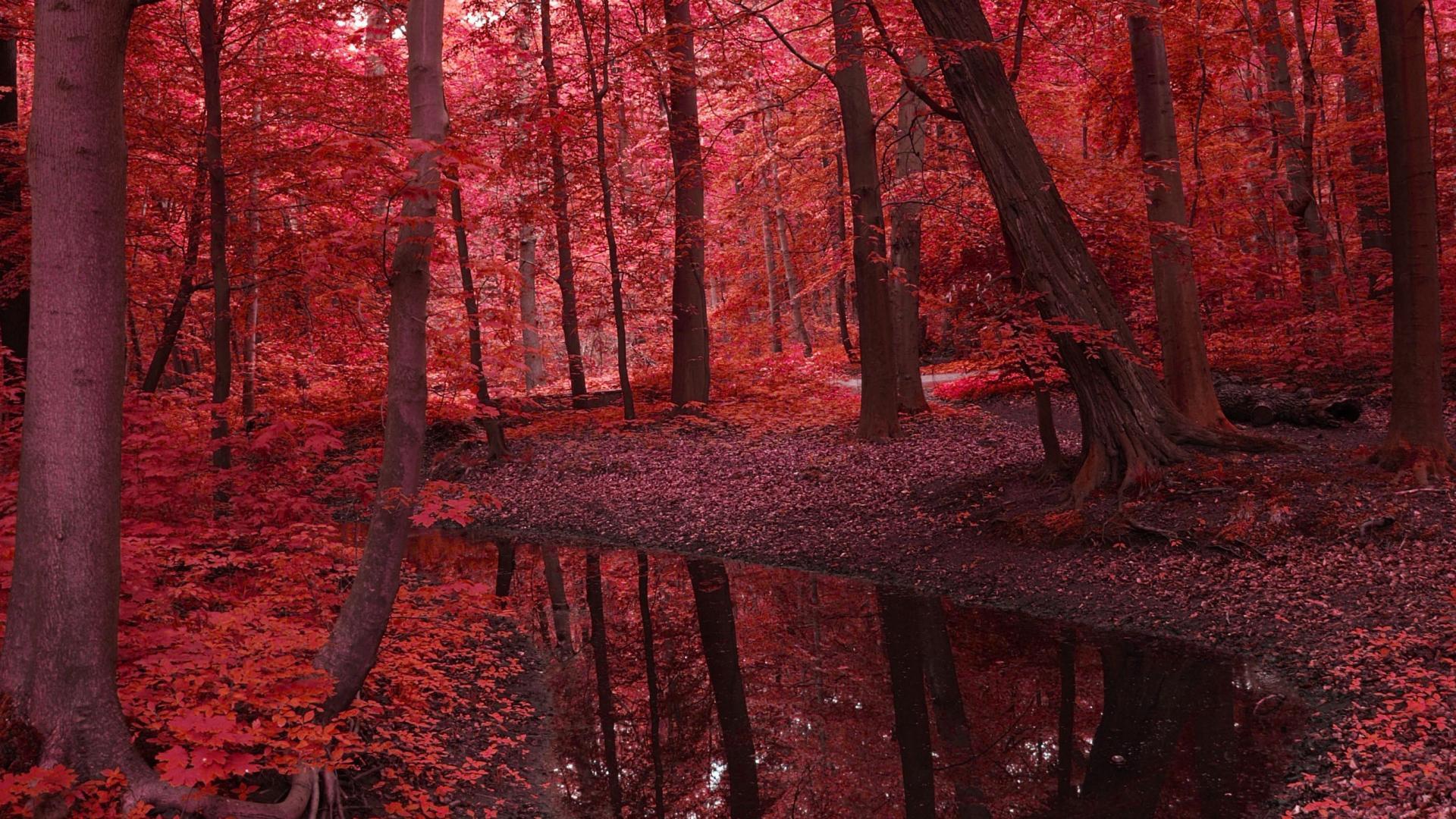 Red Forest Wallpapers - Top Free Red Forest Backgrounds - WallpaperAccess