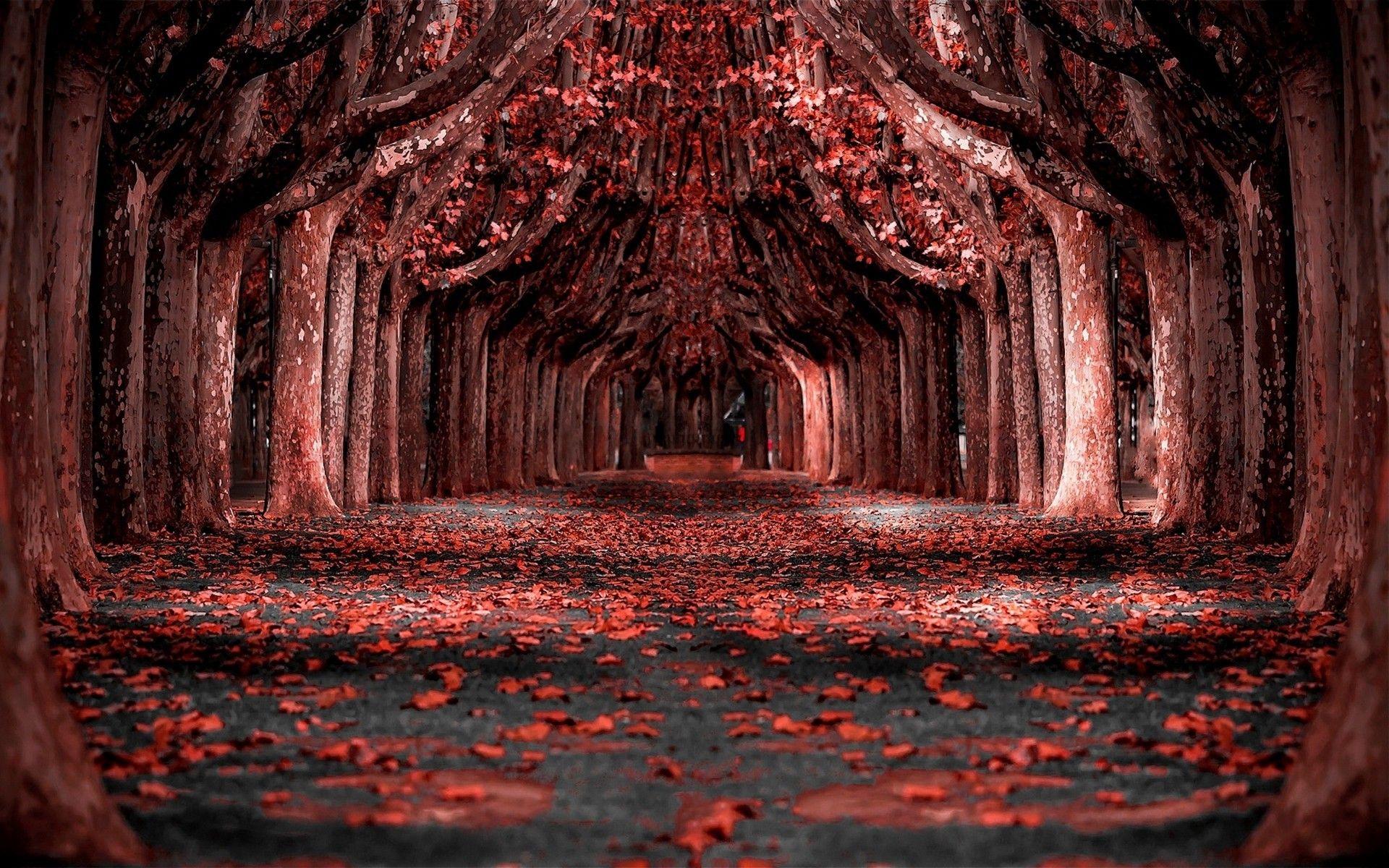 Red Forest Wallpapers Top Free Red Forest Backgrounds WallpaperAccess