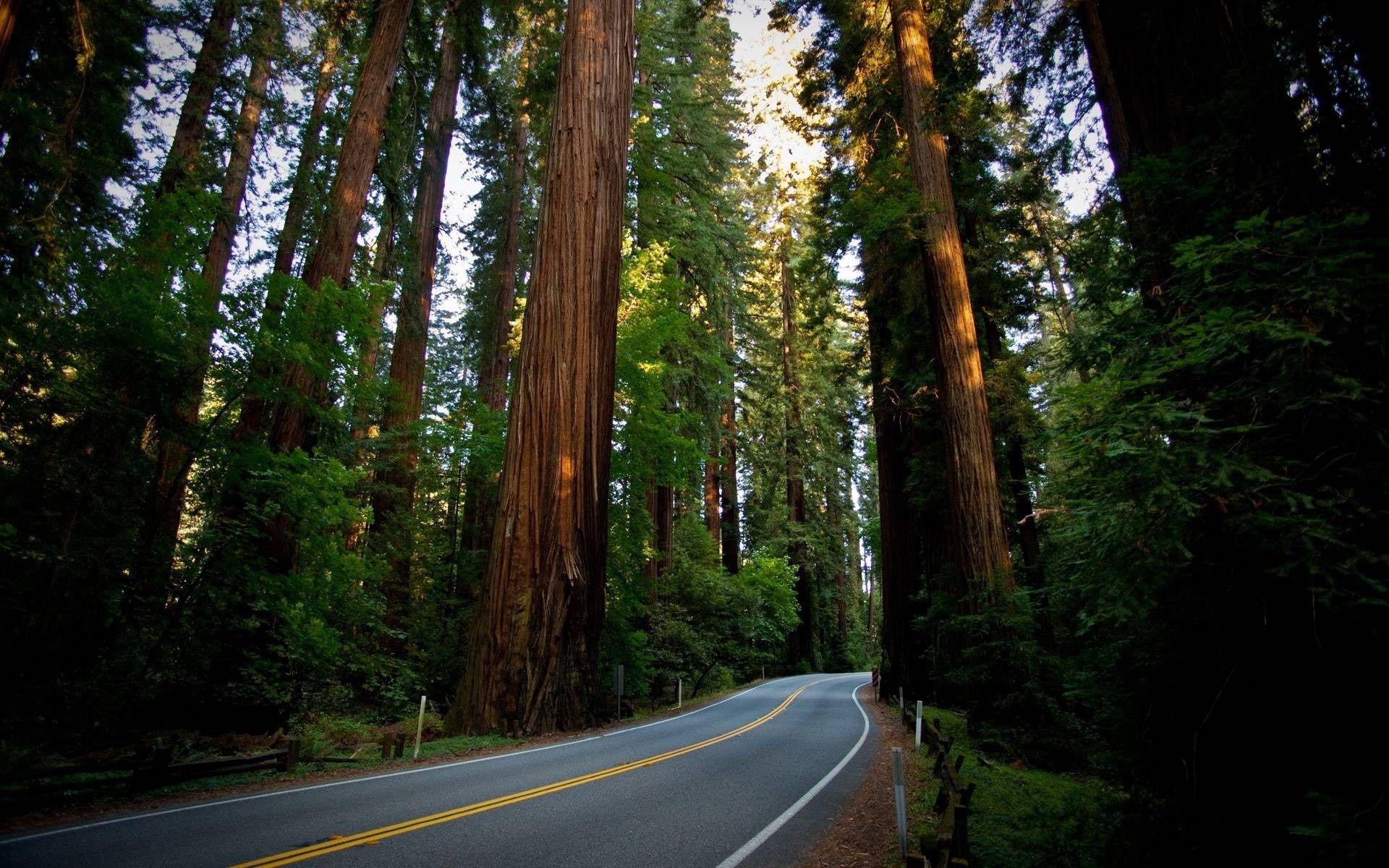 1920x1200 Redwood Forest Wallpaper