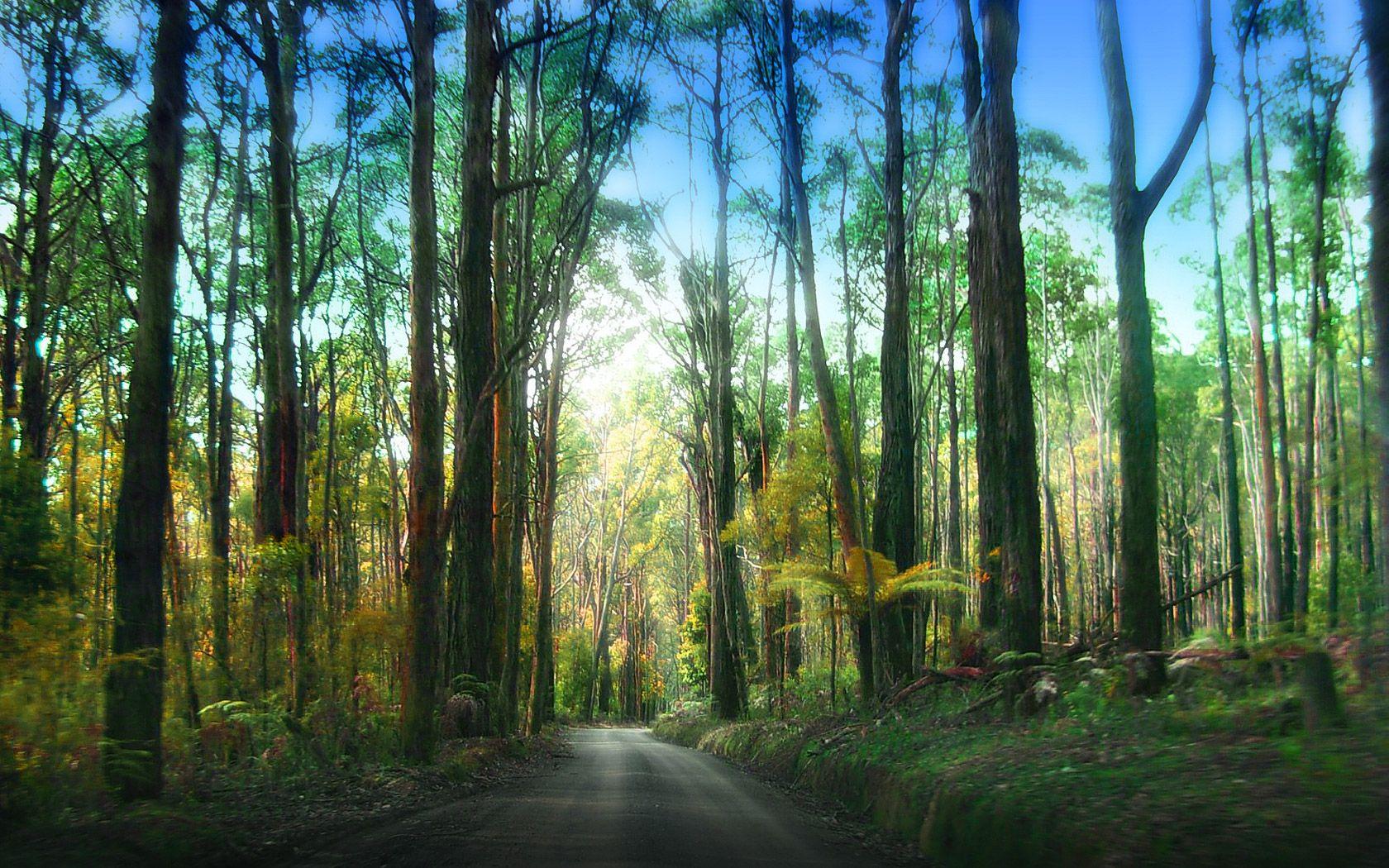 1680x1050 Red Forest Wallpaper