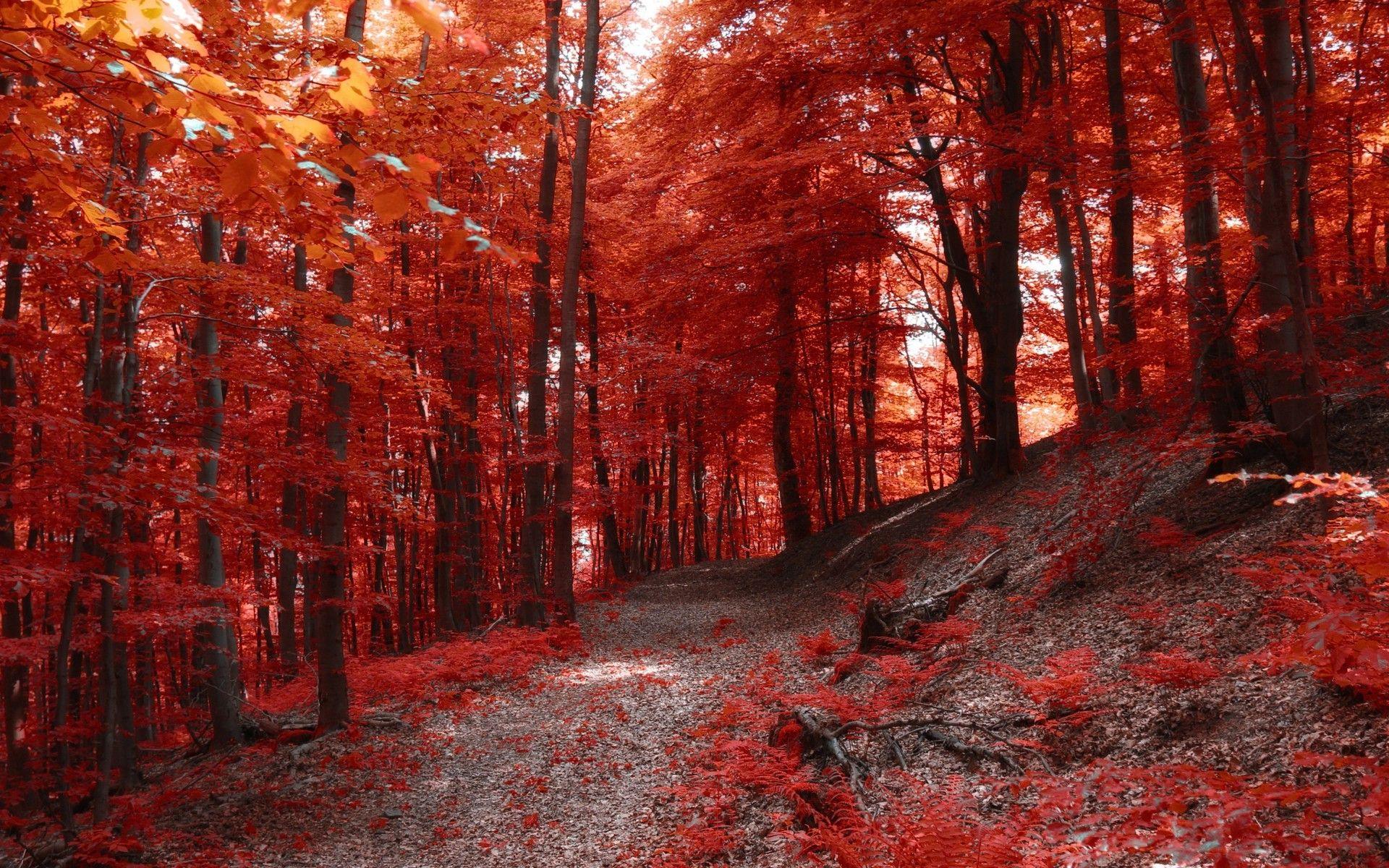 1920x1200 Red Trees Forest Landscape Wallpaper. HD Desktop Background
