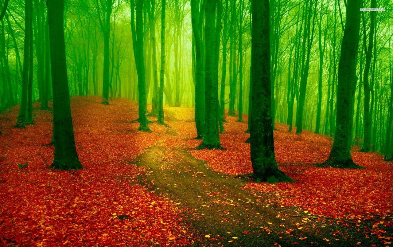 1280x804 Red Leaf Carpet Green Forest wallpaper. Red Leaf Carpet Green