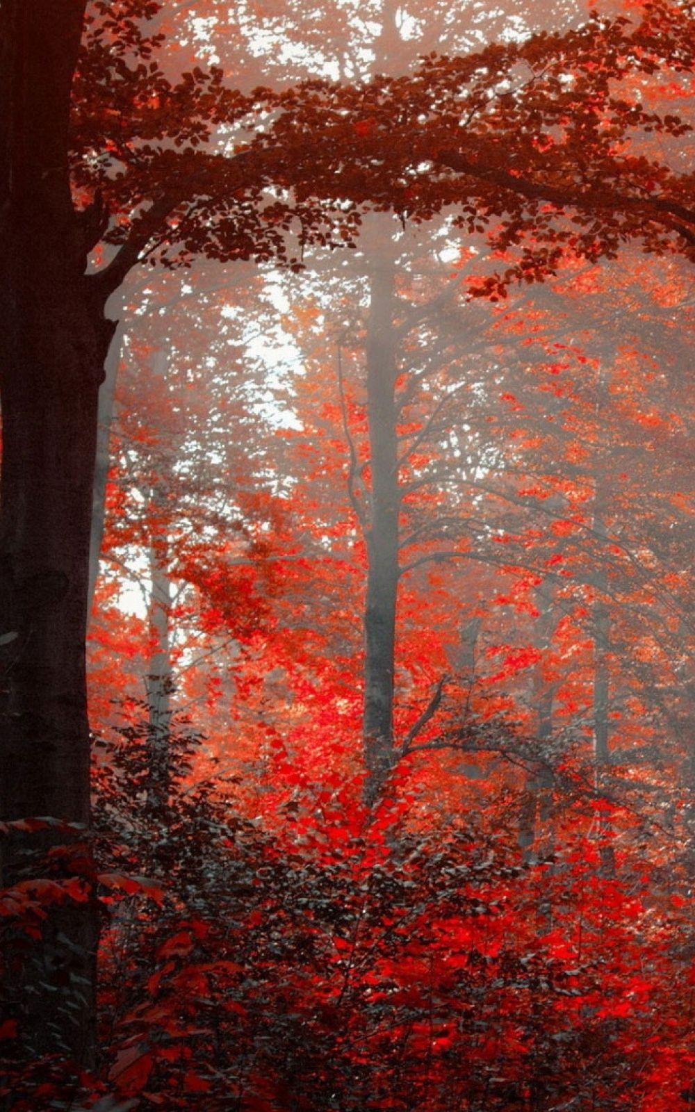 Red Forest Wallpapers Top Free Red Forest Backgrounds WallpaperAccess