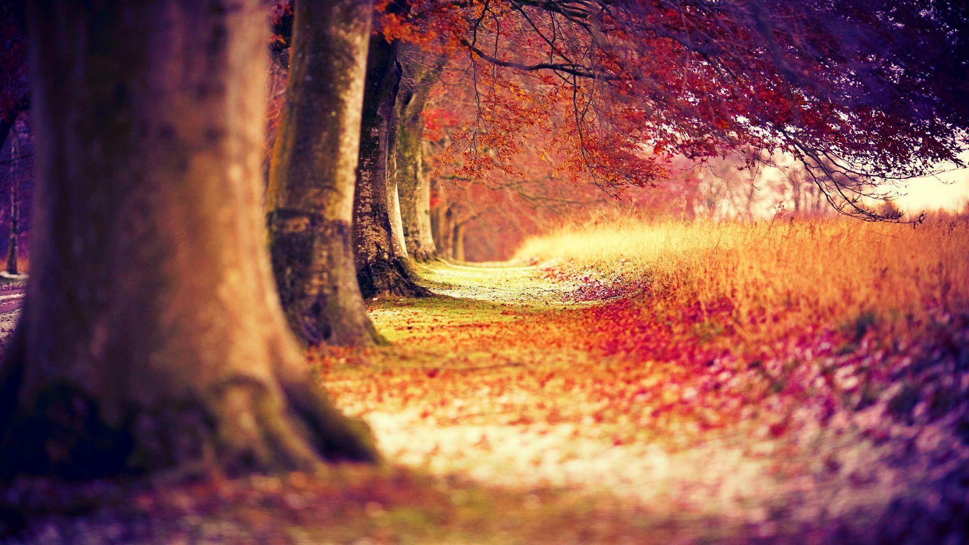 1920x1080 Free Red Forest Wallpaper 33530 1920x1080 px