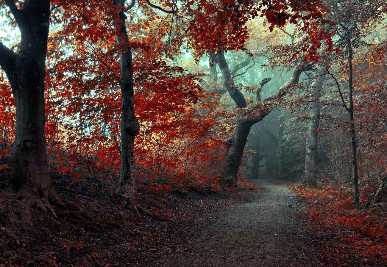 Red Forest Wallpapers - Top Free Red Forest Backgrounds - WallpaperAccess