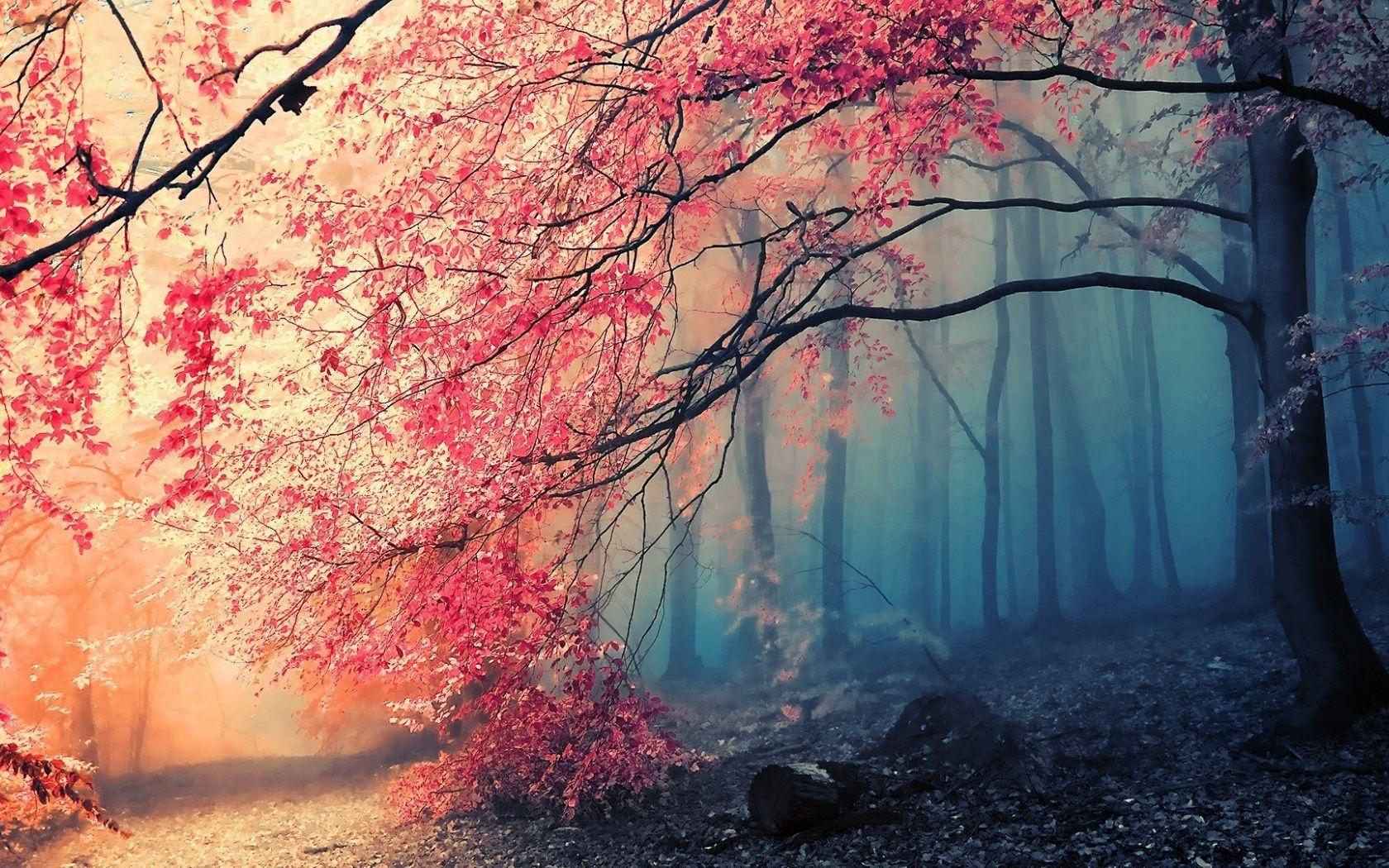 1680x1050 Red Flower Tree Jungle Forest Wallpaper
