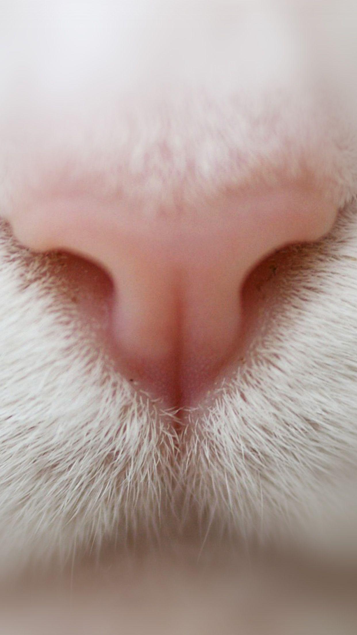 1242x2208 Cat Nose Cute White Pink Animal Android wallpaper