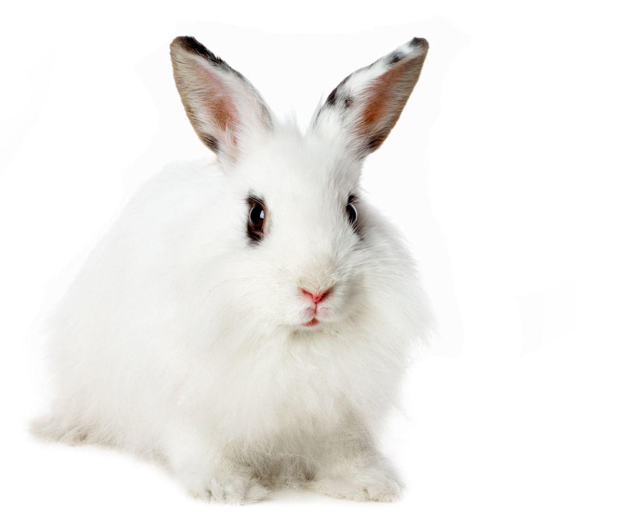 1280x1024 White Rabbit Wallpaper
