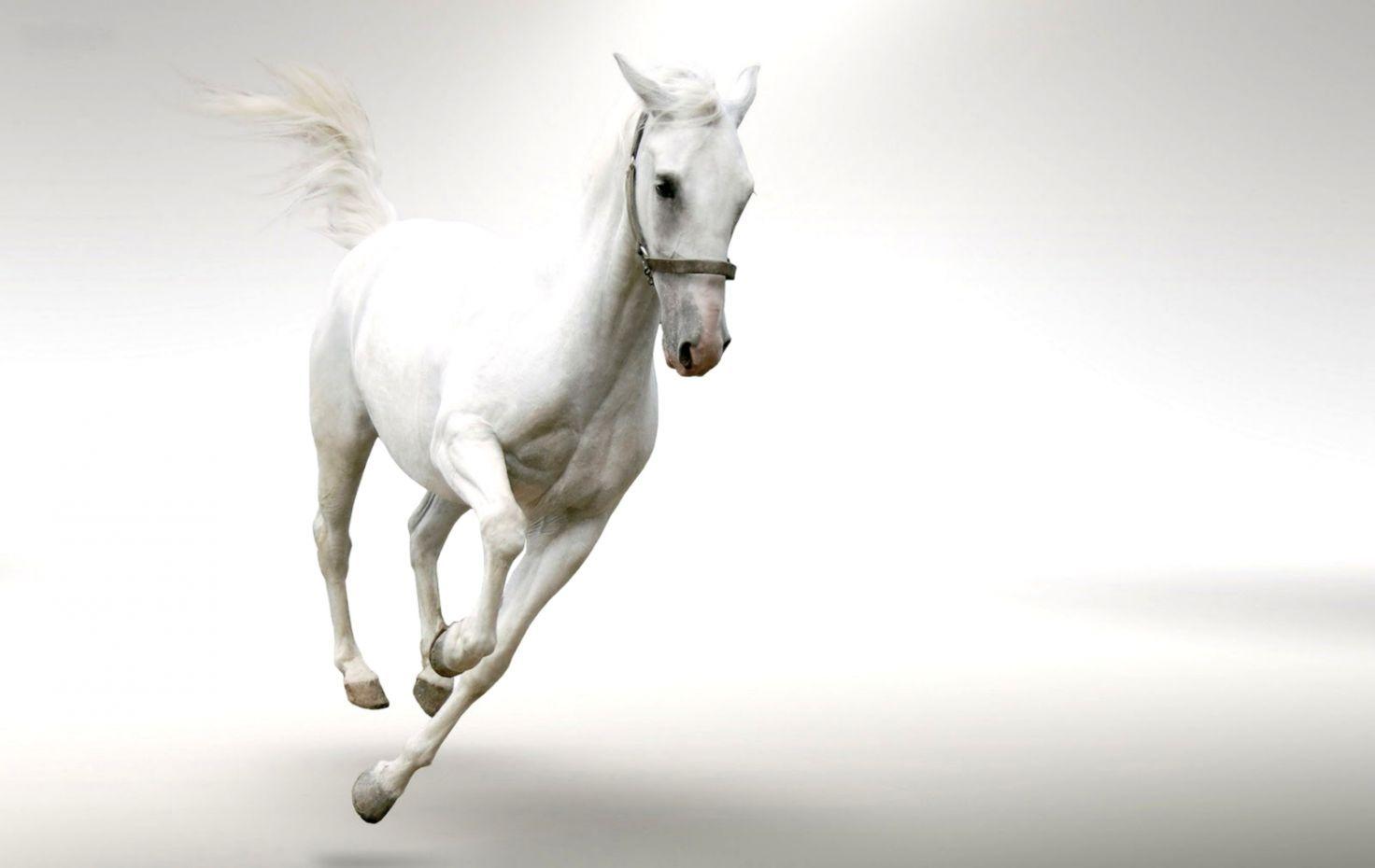1472x930 Cute White Baby Miniature Horse Desktop Wallpaper