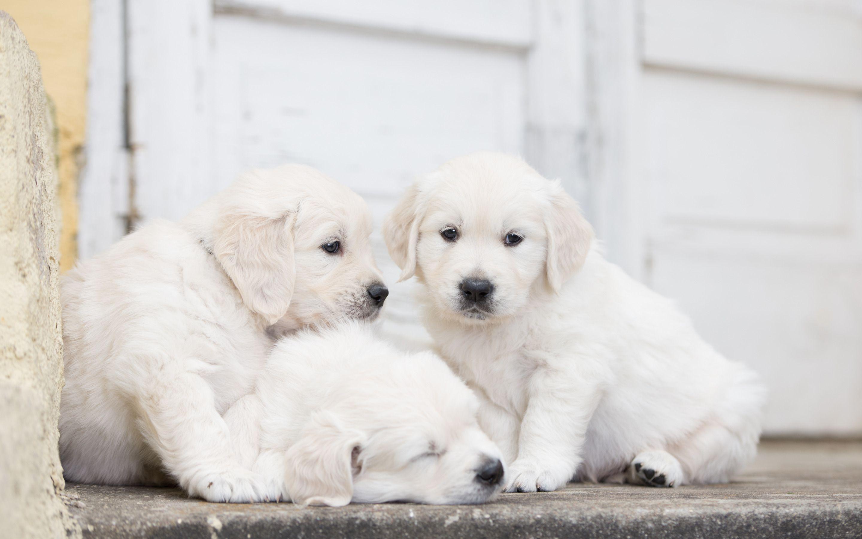 2880x1800 Download wallpaper little labradors, cute white puppies