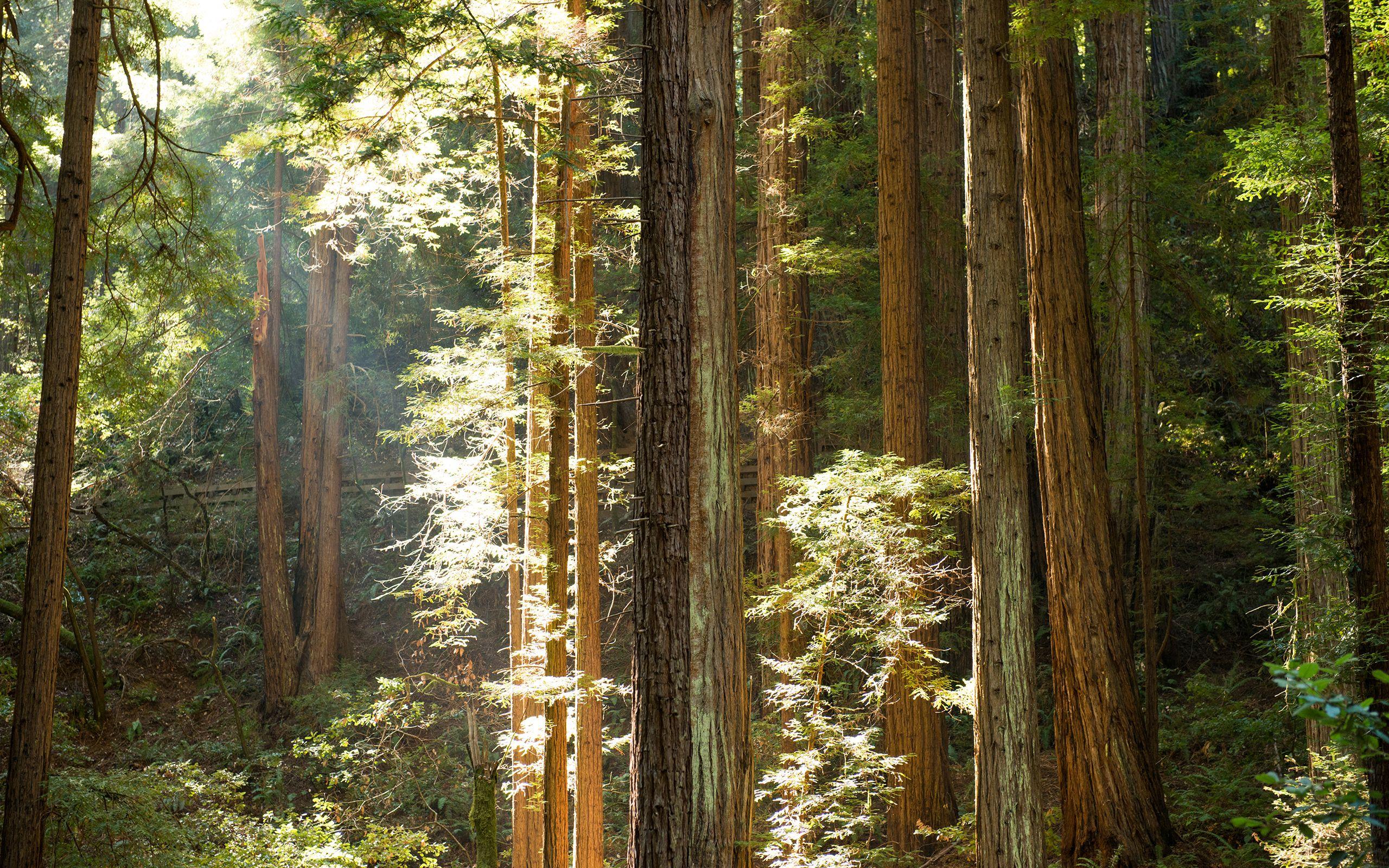2560x1600 Redwood Forest Wallpaper