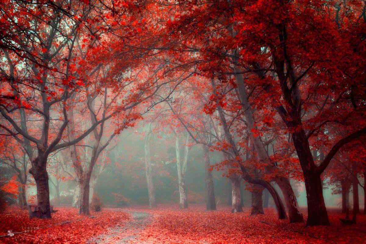 1200x800 HD Red Forest Path Wallpaper. World's Greatest Art Site