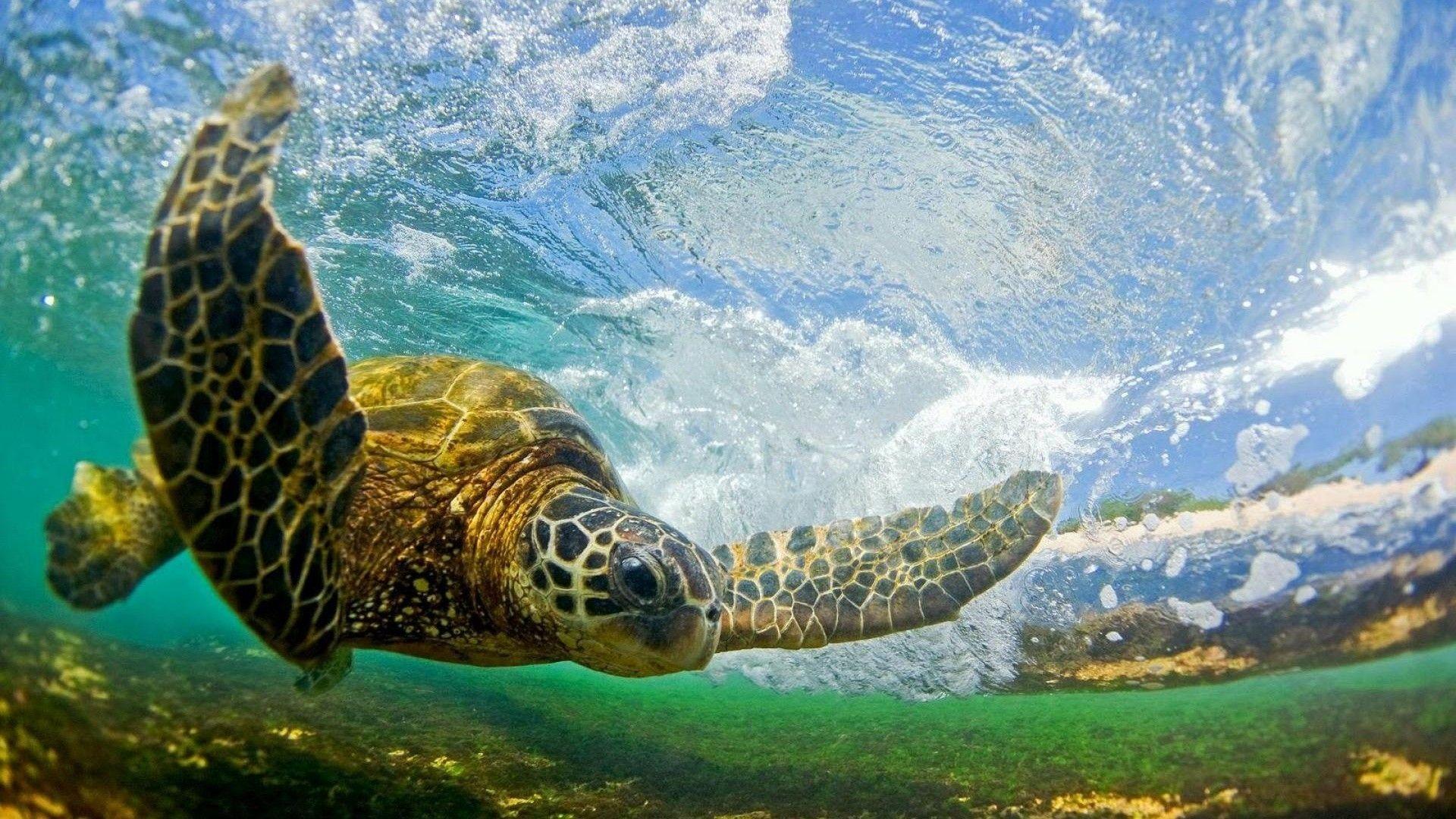 1920x1080 Hawaii Desktop Background