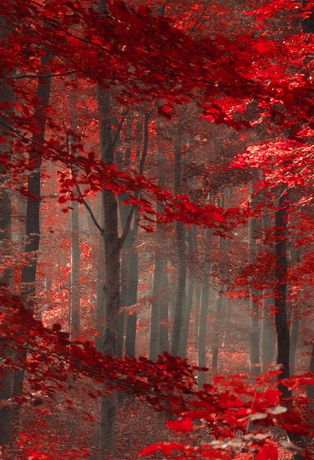 1040x1526 Red Forest Wallpaper for iPhone X, 6