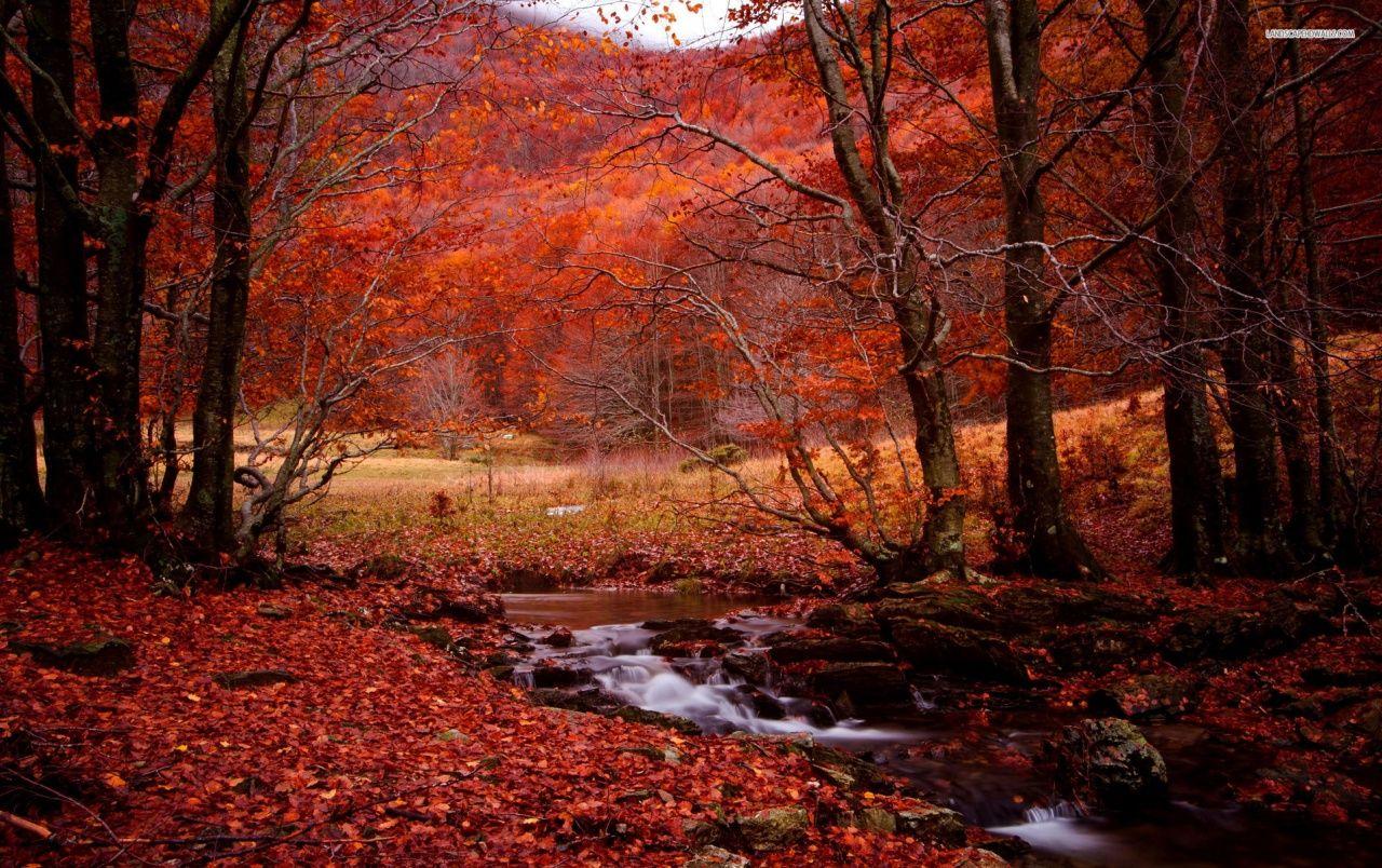 1280x804 Red Forest Creek Leaves Stones wallpaper. Red Forest Creek Leaves