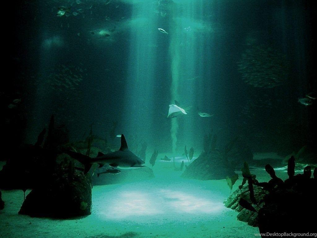 1024x768 Cool Ocean Life Wallpaper Desktop Background