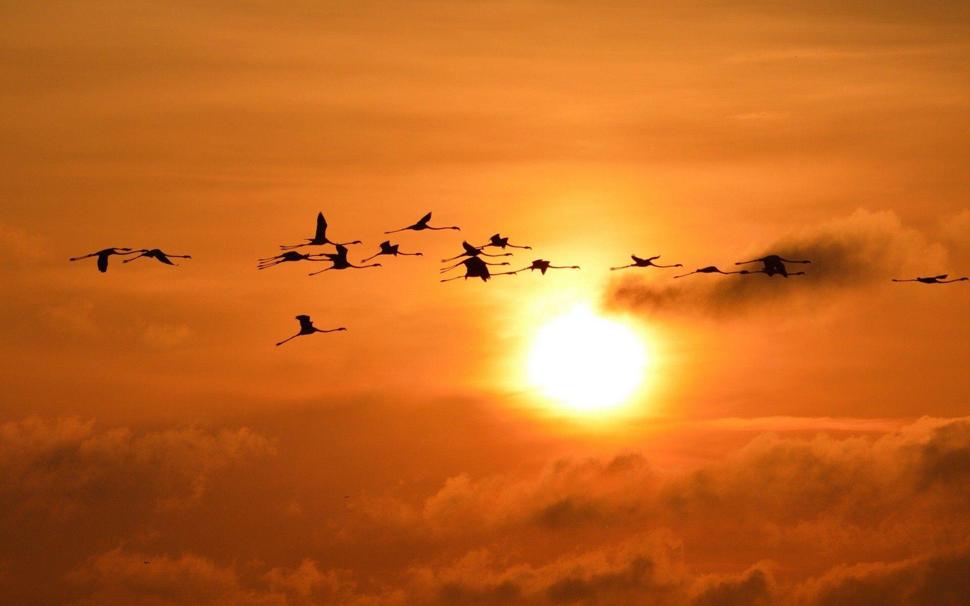 1920x1200 sunset sun sky flamingos birds silhouette Wallpaper HD
