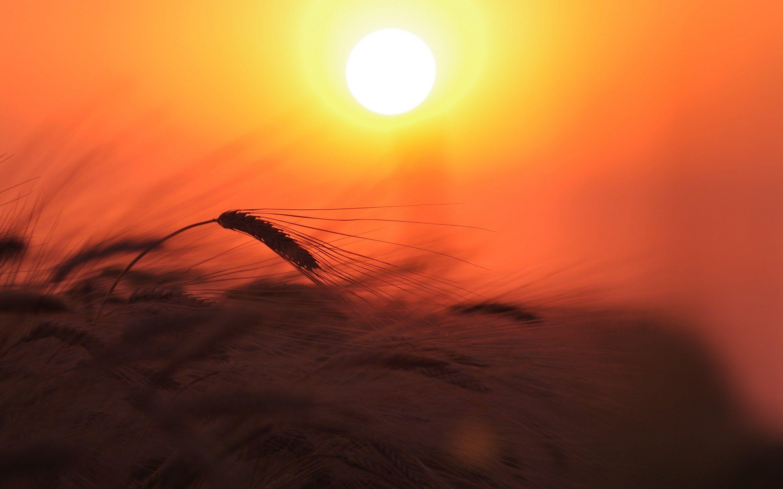 2560x1600 Wheat Field Nature Light Sun Sky Sunset